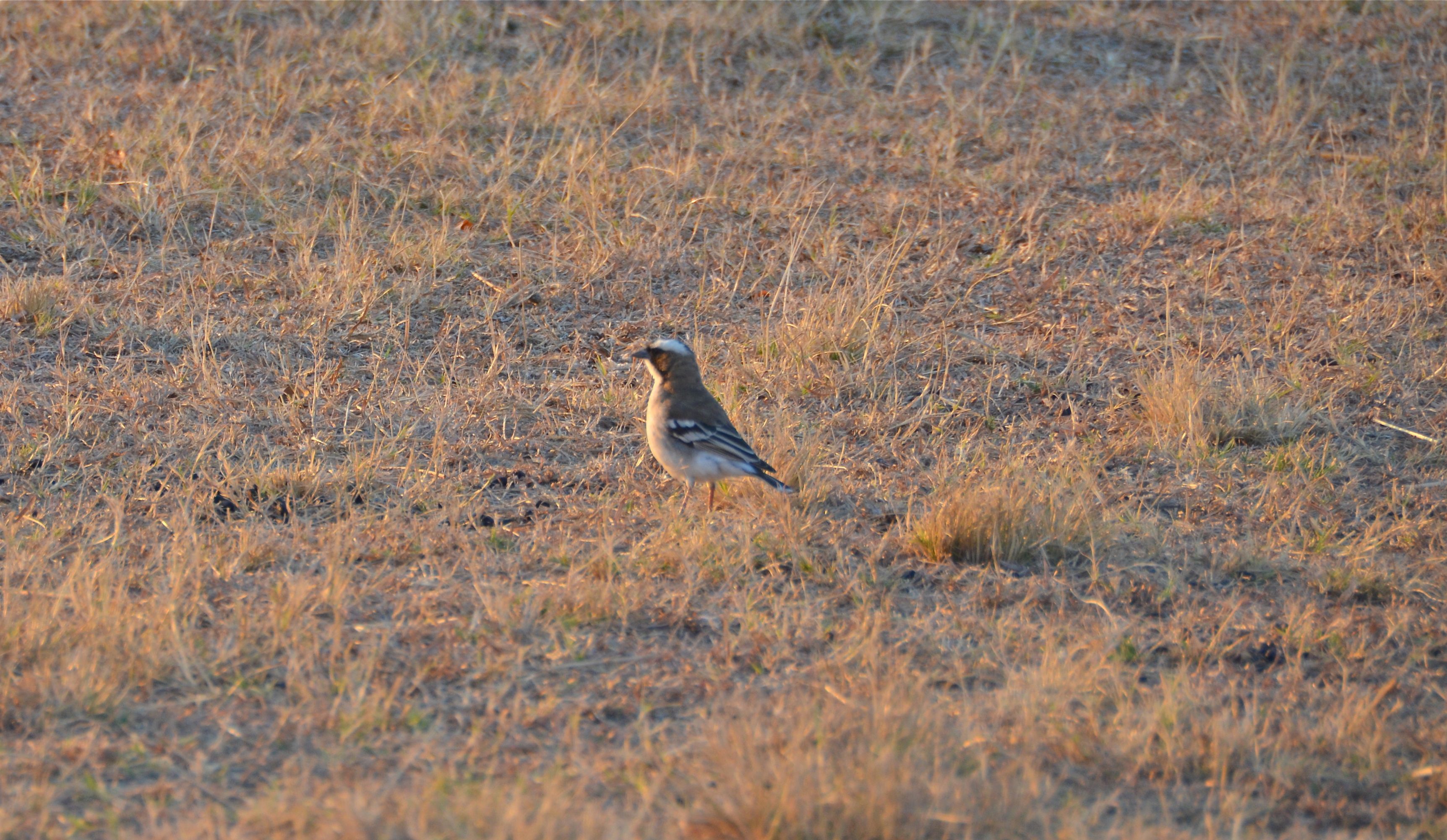 White-browed Sparrow-weaver Mahali-wever Nylstroom, Limpopo, Zuid-Afrika 11 juli 2012