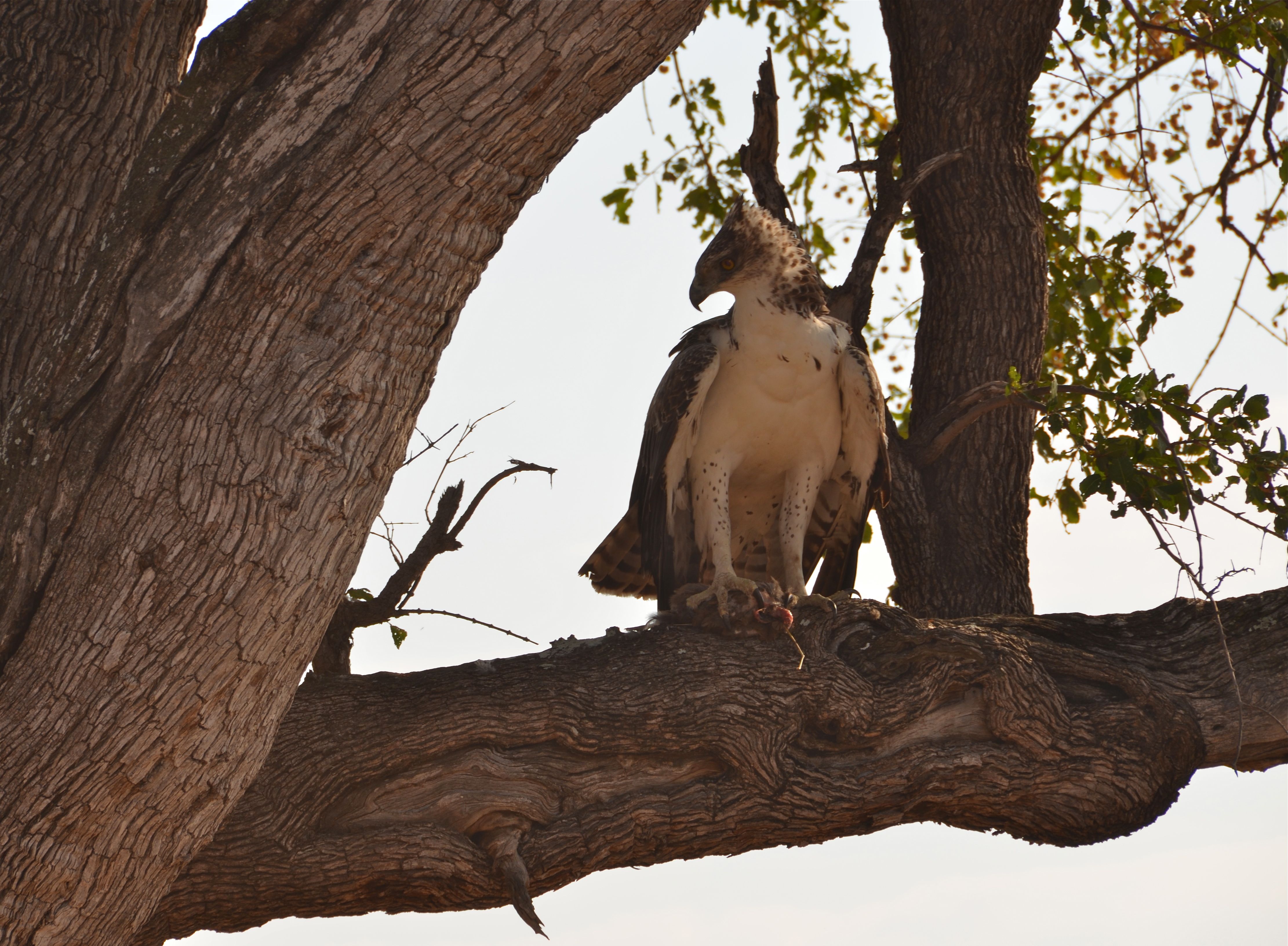 Martial Eagle Vechtarend Kruger National Park, Limpopo, Zuid-Afrika 14 juli 2012