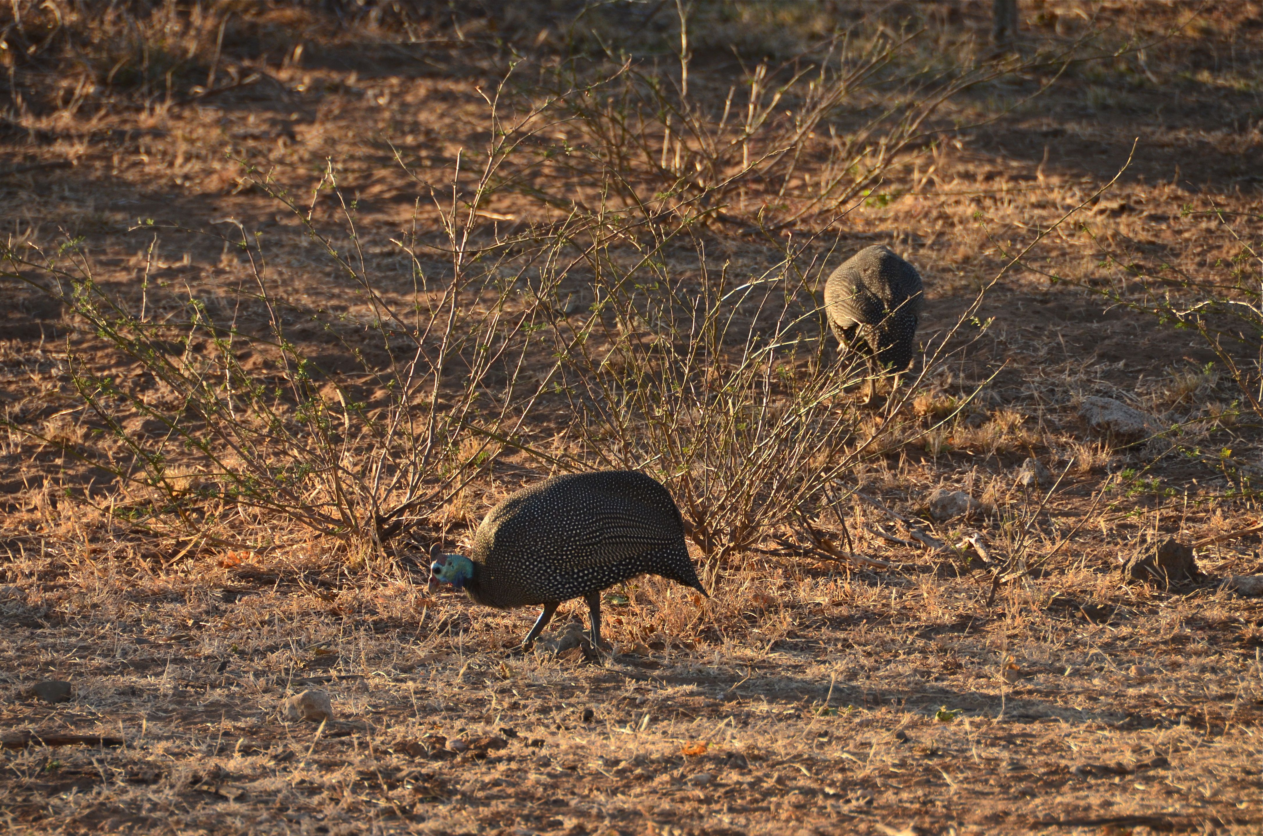 Helmeted Guineafowl Helmparelhoen Kruger National Park, Limpopo, Zuid-Afrika 15 juli 2012