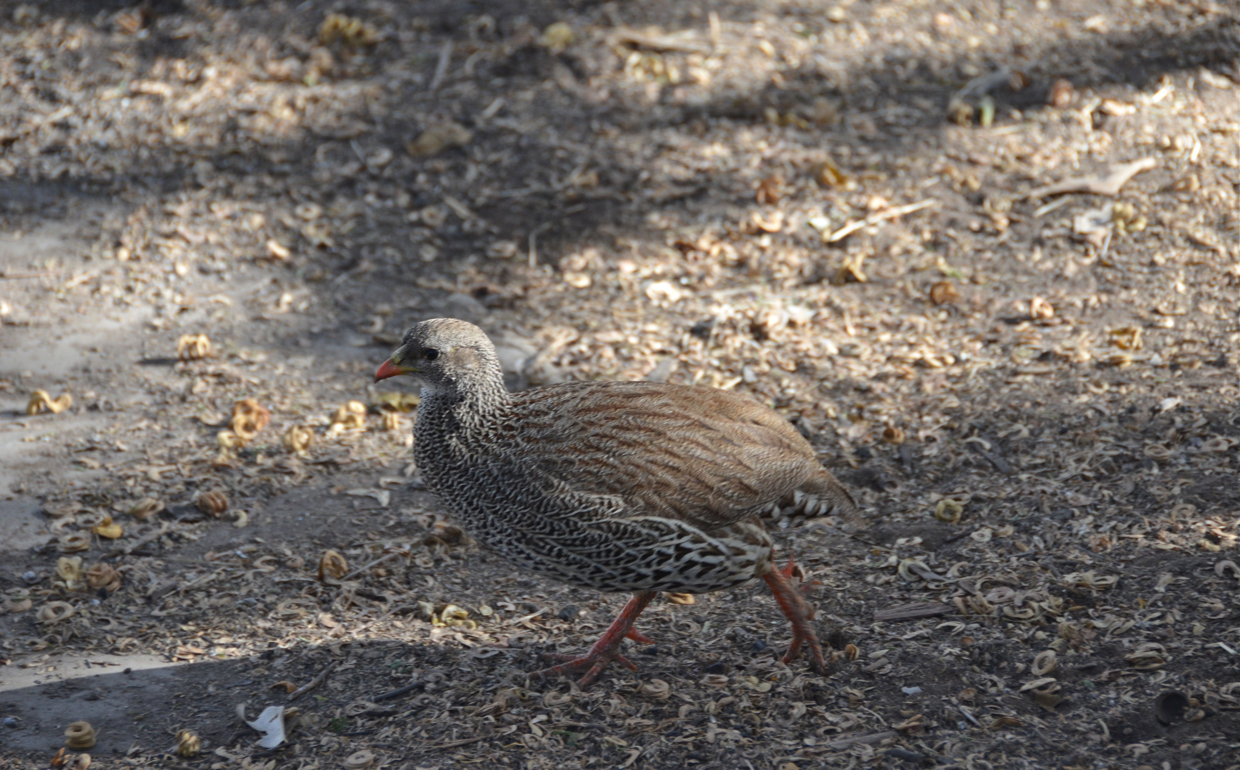 Natal Francolin Natal Frankolijn Kruger National Park, Limpopo, Zuid-Afrika 16 juli 2012