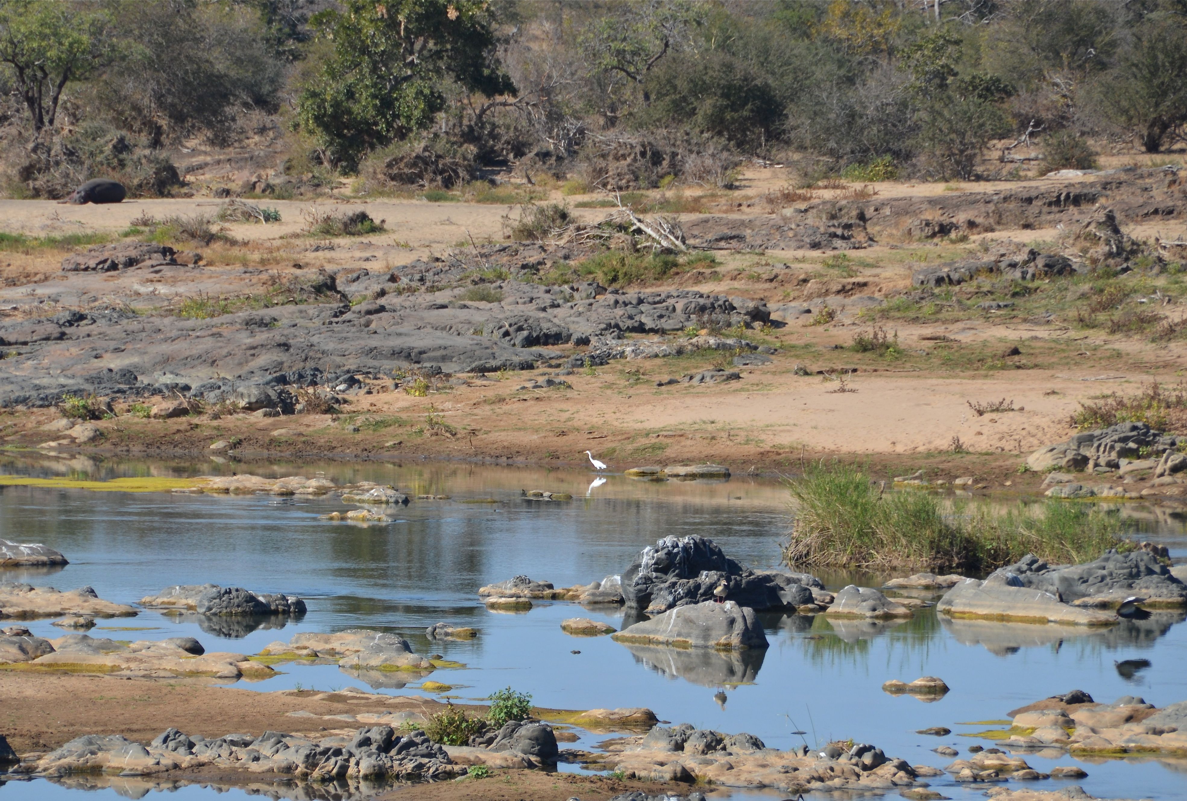 Great White Egret Grote zilverreiger Kruger National Park, Mpumalanga, Zuid-Afrika 17 juli 2012