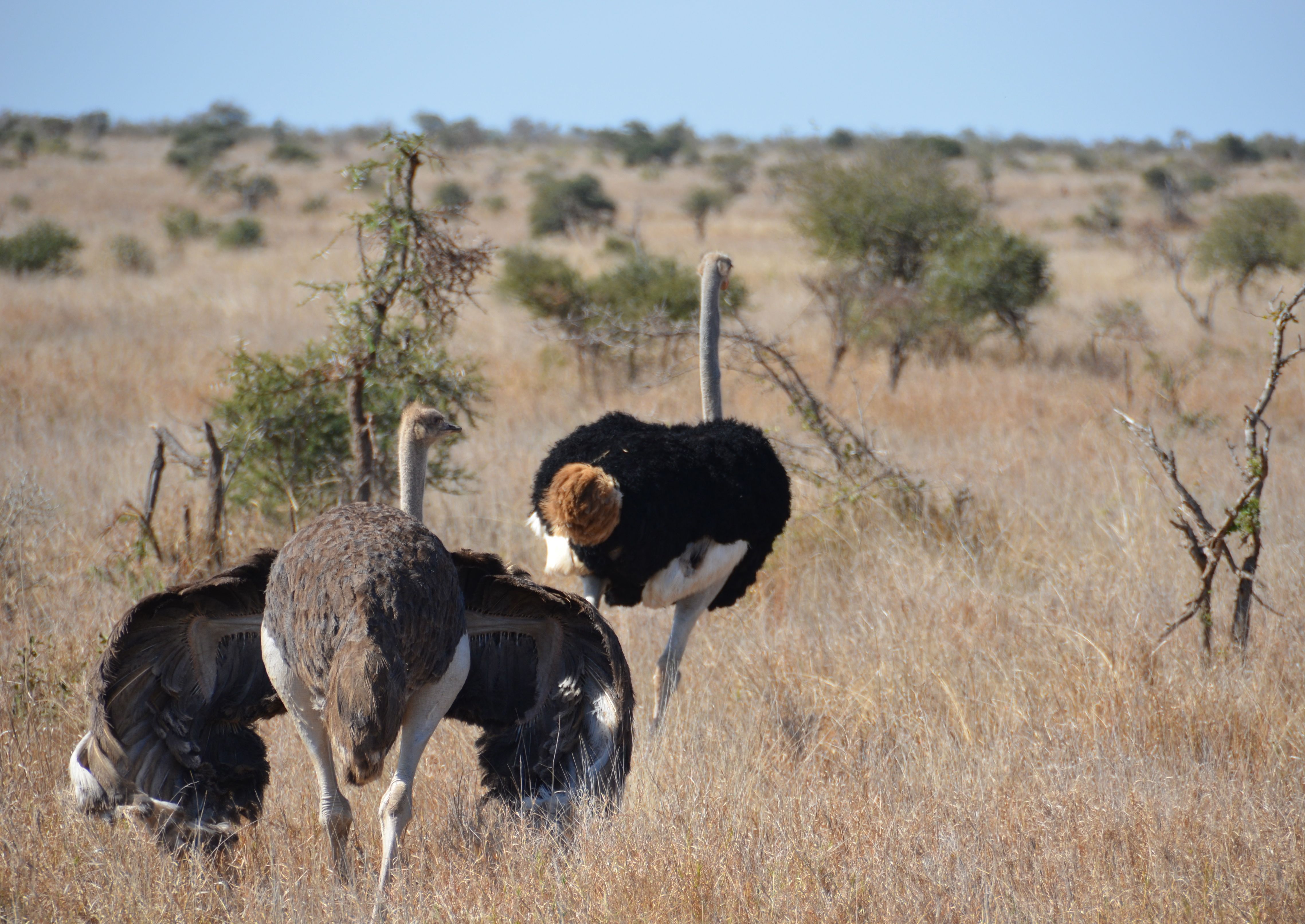 Ostrich Struisvogel Kruger National Park, Mpumalanga, Zuid-Afrika 17 juli 2012