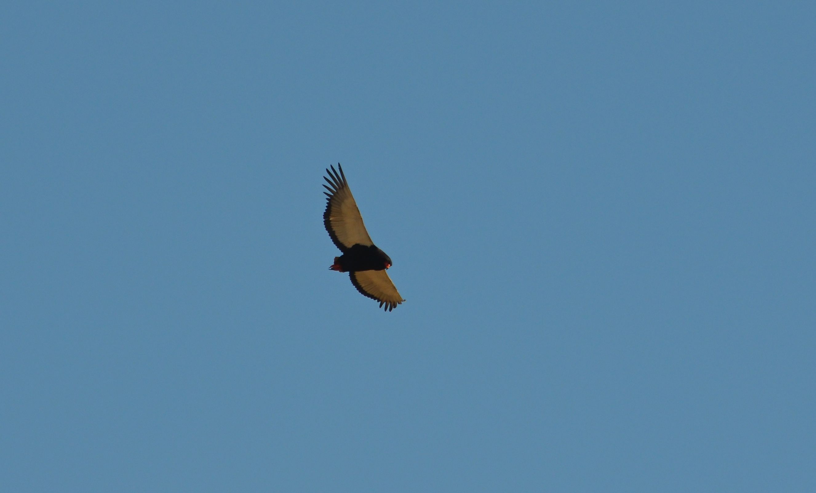 Bateleur Goochelaar Kruger National Park, Mpumalanga, Zuid-Afrika 17 juli 2012