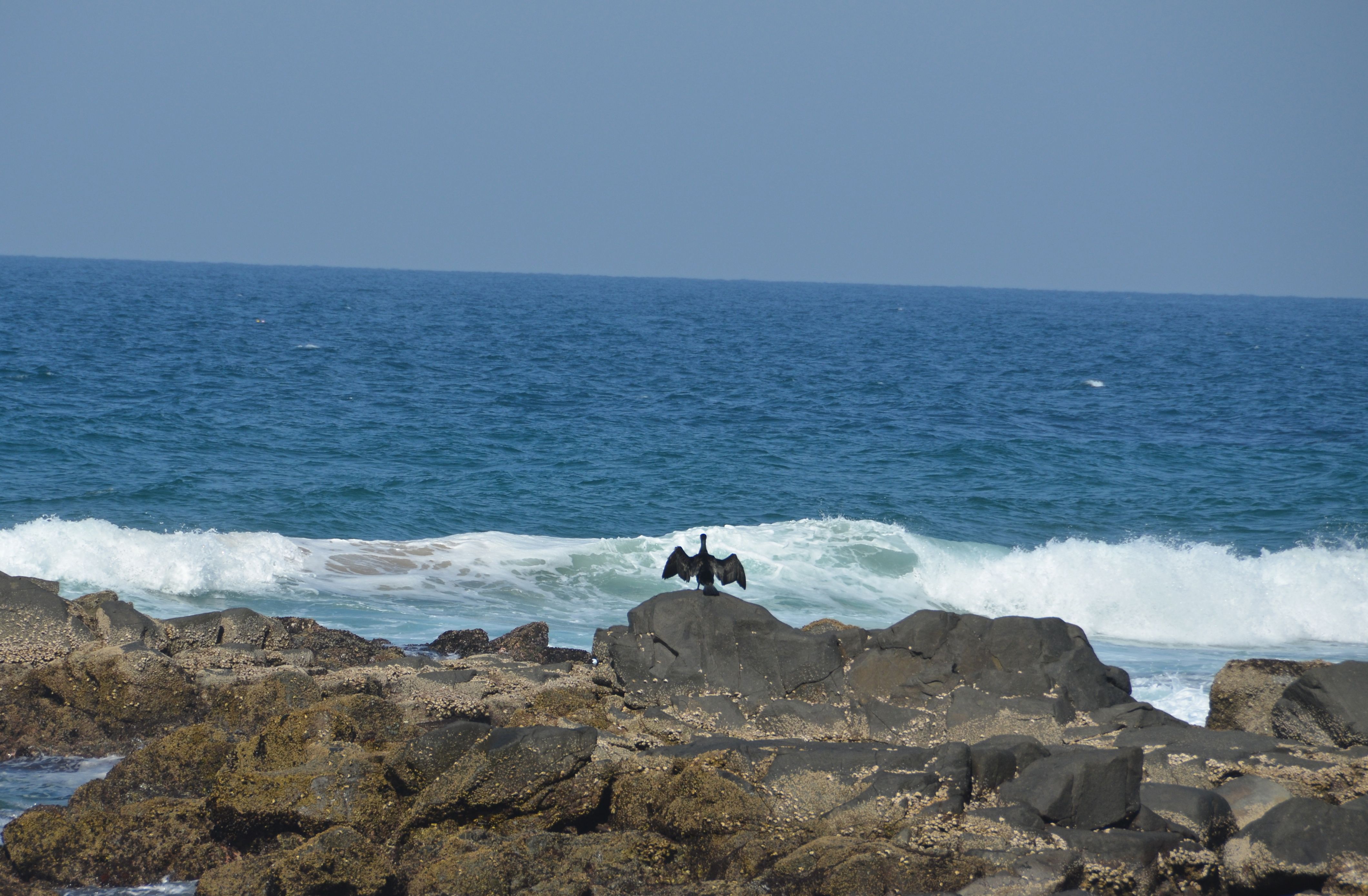 Cormorant Aalscholver Ballito, Kwazulu-Natal, Zuid-Afrika 26 juli 2012