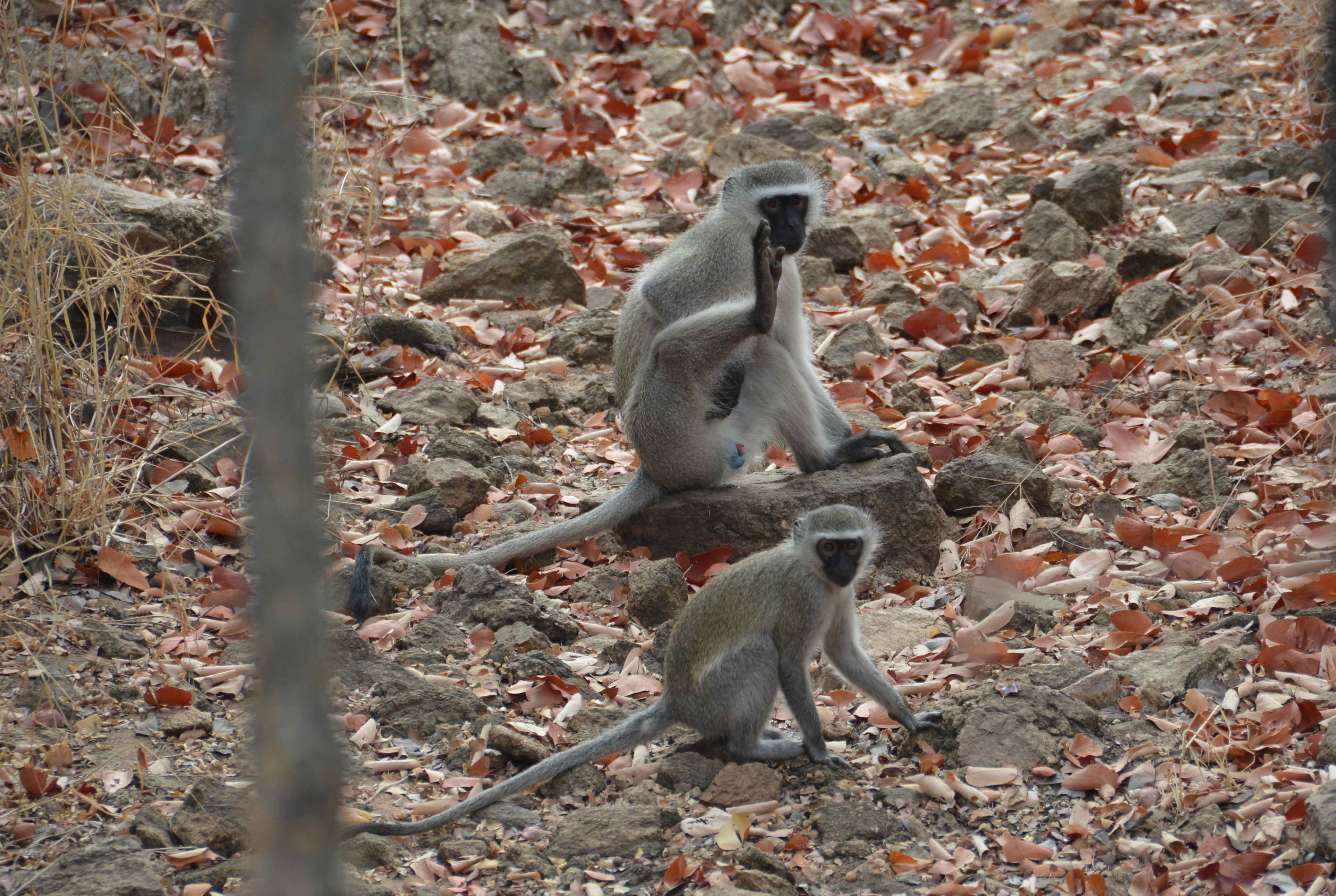 Vervet aap Kruger National Park, Limpopo, Zuid-Afrika 13 juli 2012