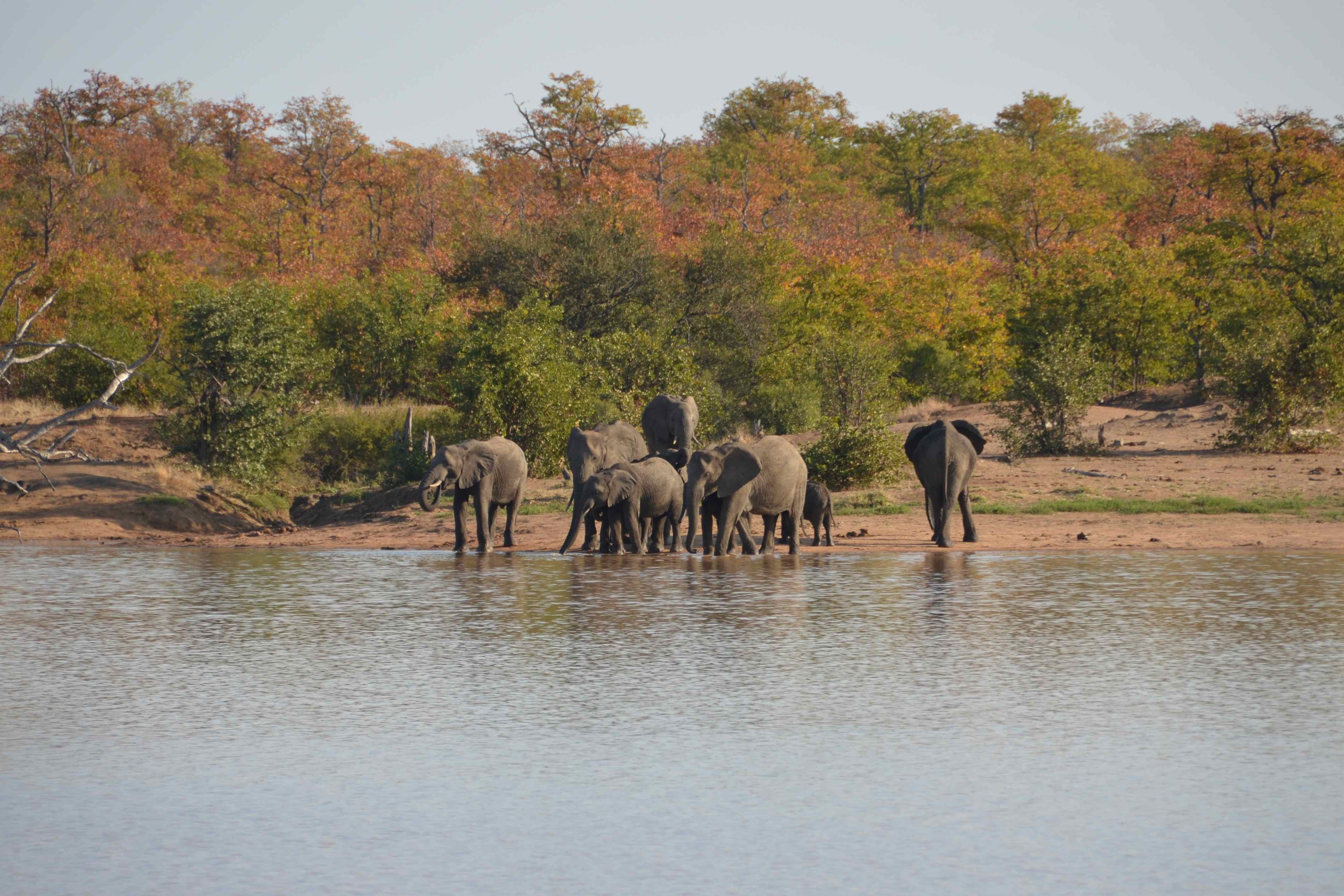 Olifant Kruger National Park, Limpopo, Zuid-Afrika 13 juli 2012