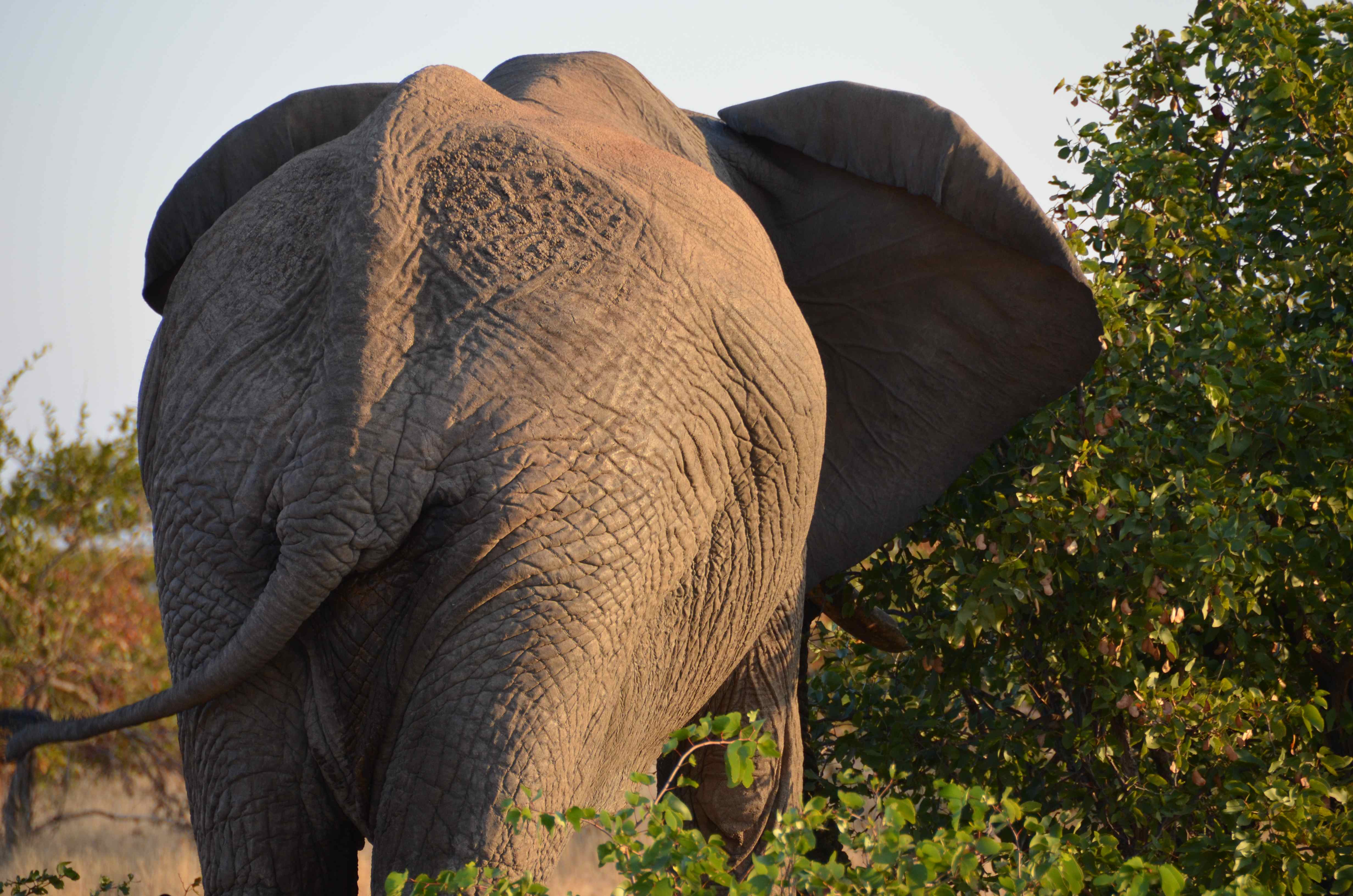 Olifant Kruger National Park, Limpopo, Zuid-Afrika 13 juli 2012