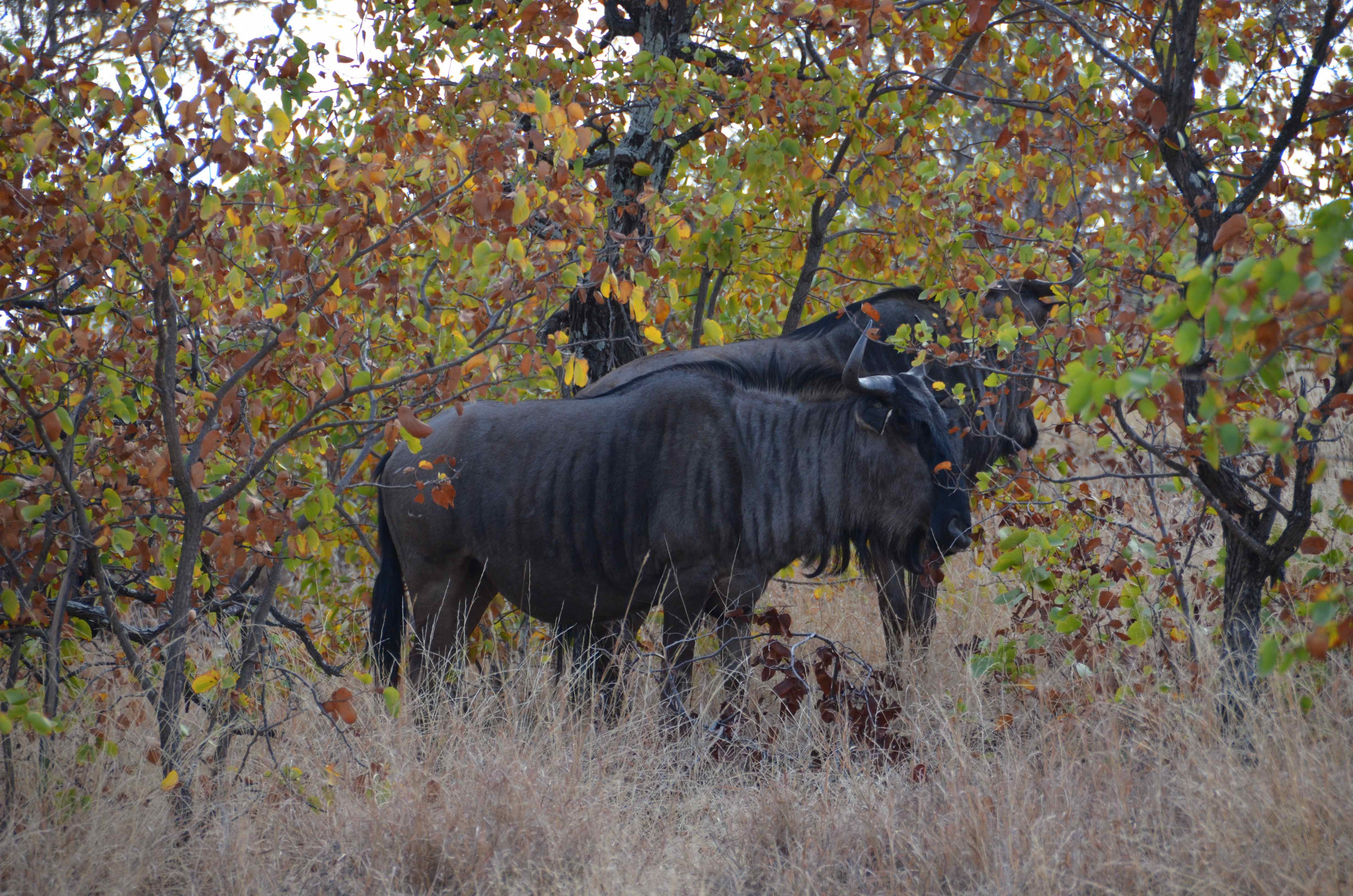 Gnoe Kruger National Park, Limpopo, Zuid-Afrika 14 juli 2012