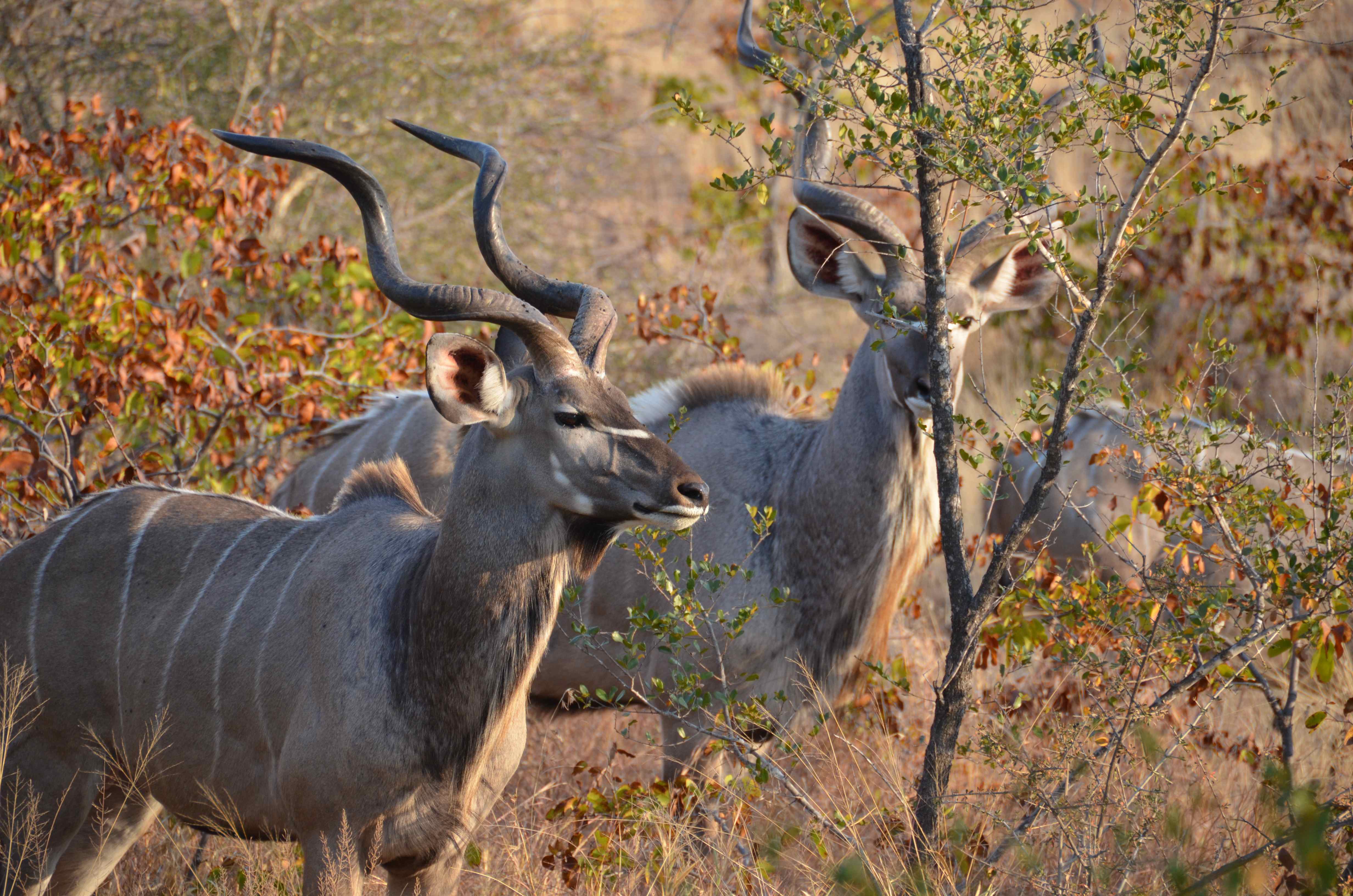 Kudu Kruger National Park, Limpopo, Zuid-Afrika 14 juli 2012