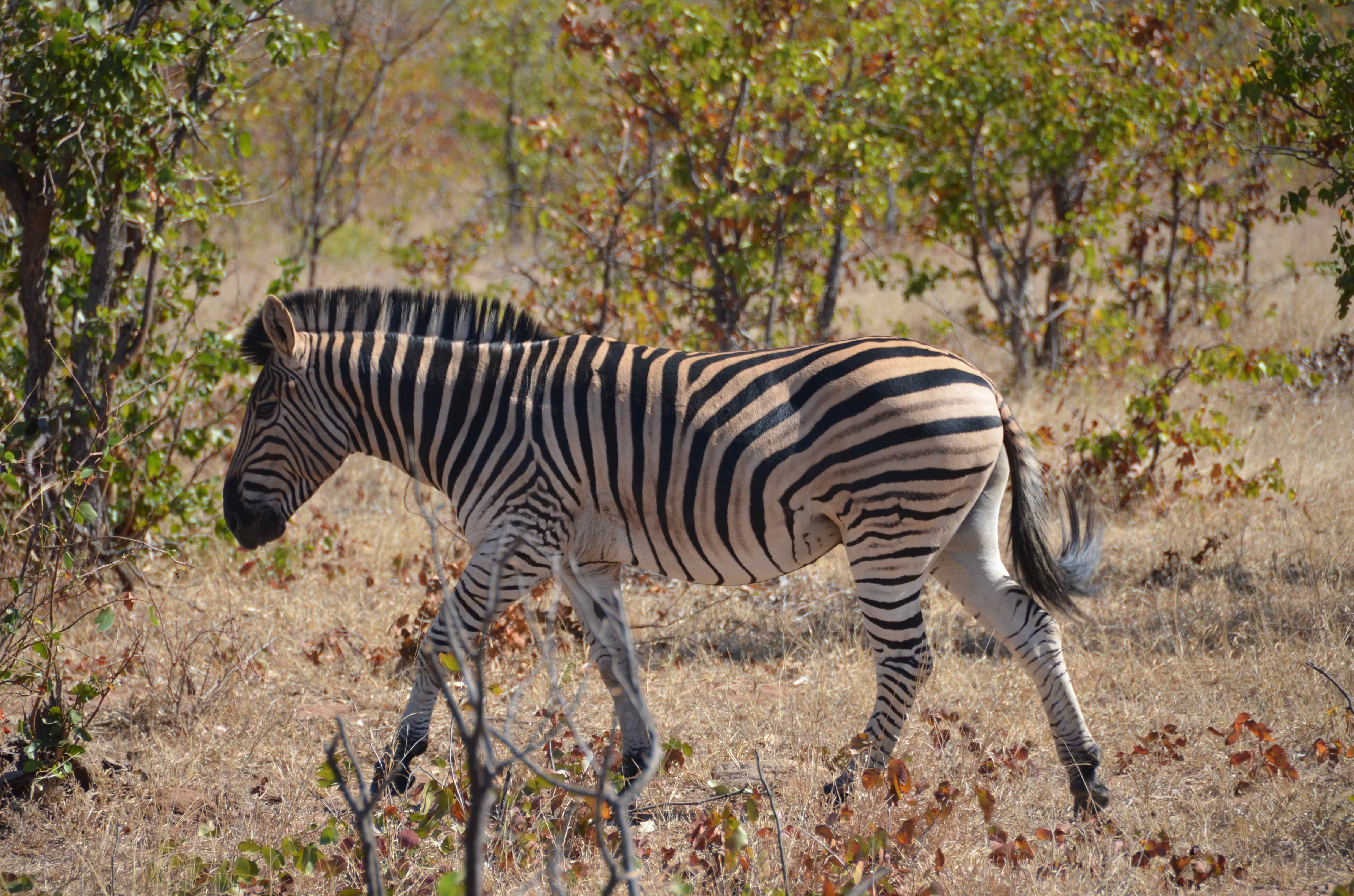 Zebra Kruger National Park, Limpopo, Zuid-Afrika 15 juli 2012