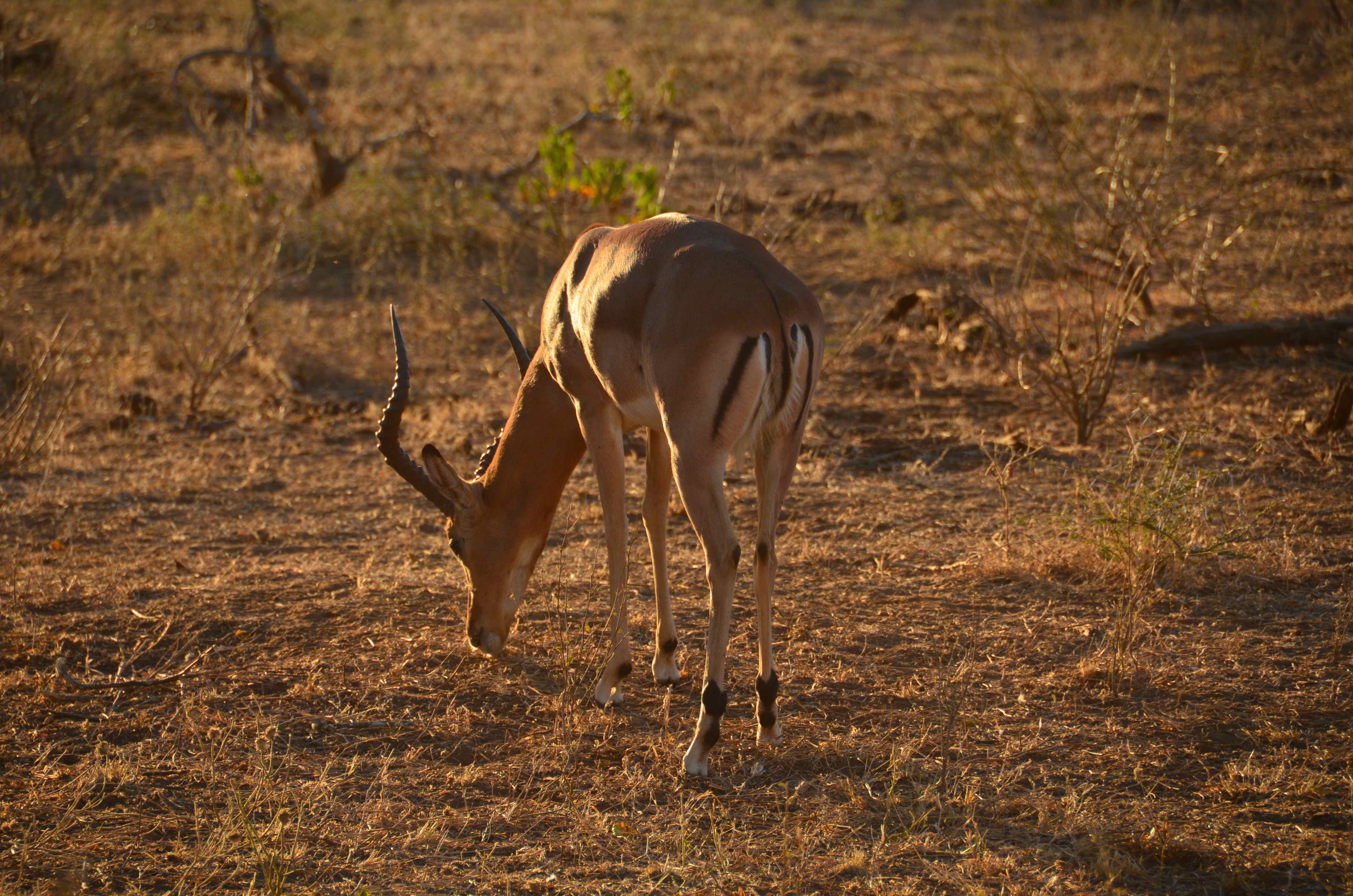 Impala Kruger National Park, Limpopo, Zuid-Afrika 15 juli 2012
