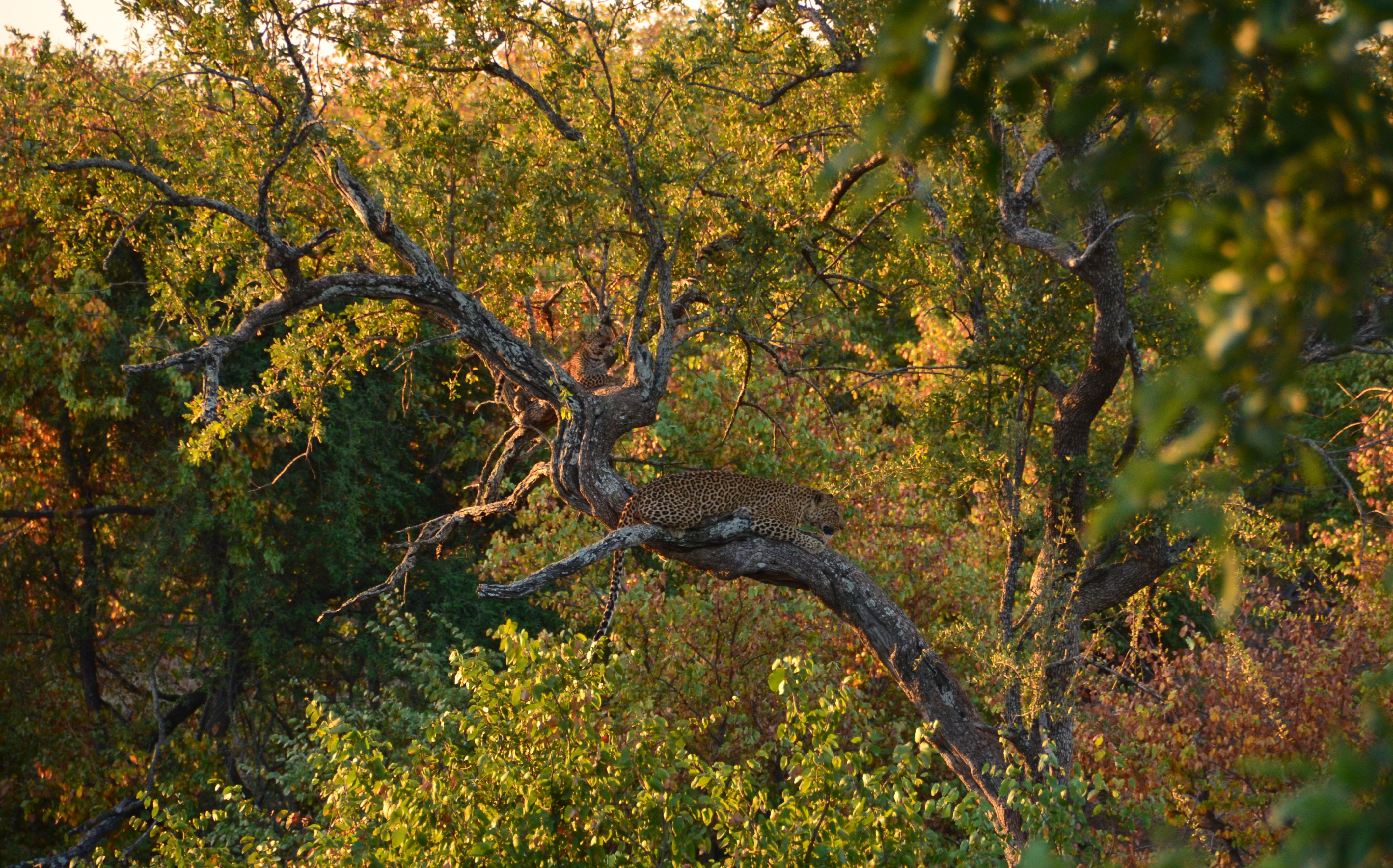 Luipaard Kruger National Park, Limpopo, Zuid-Afrika 15 juli 2012