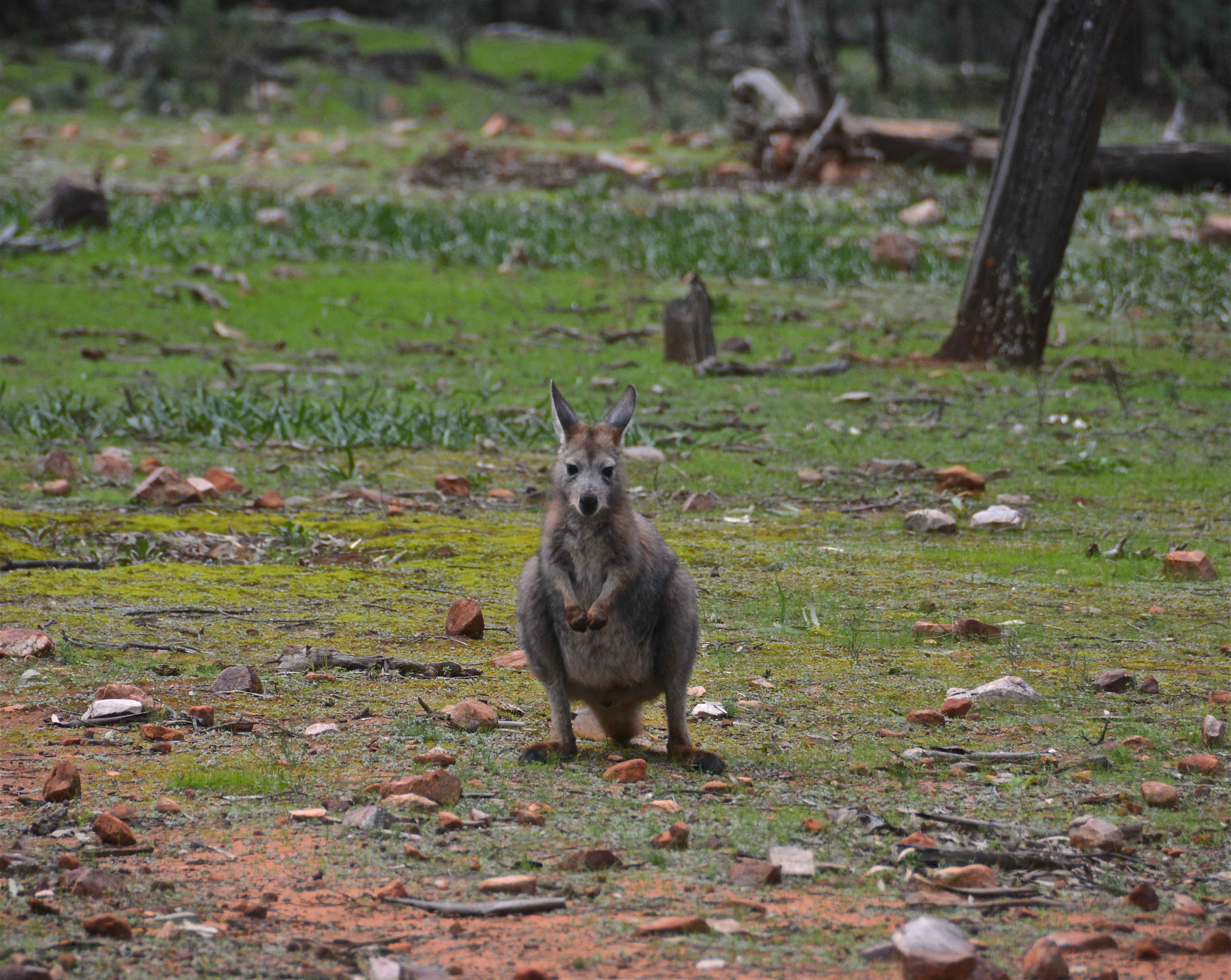 Bennettwallaby Wilpena Pound, South Australia, Australië 31 juli 2016