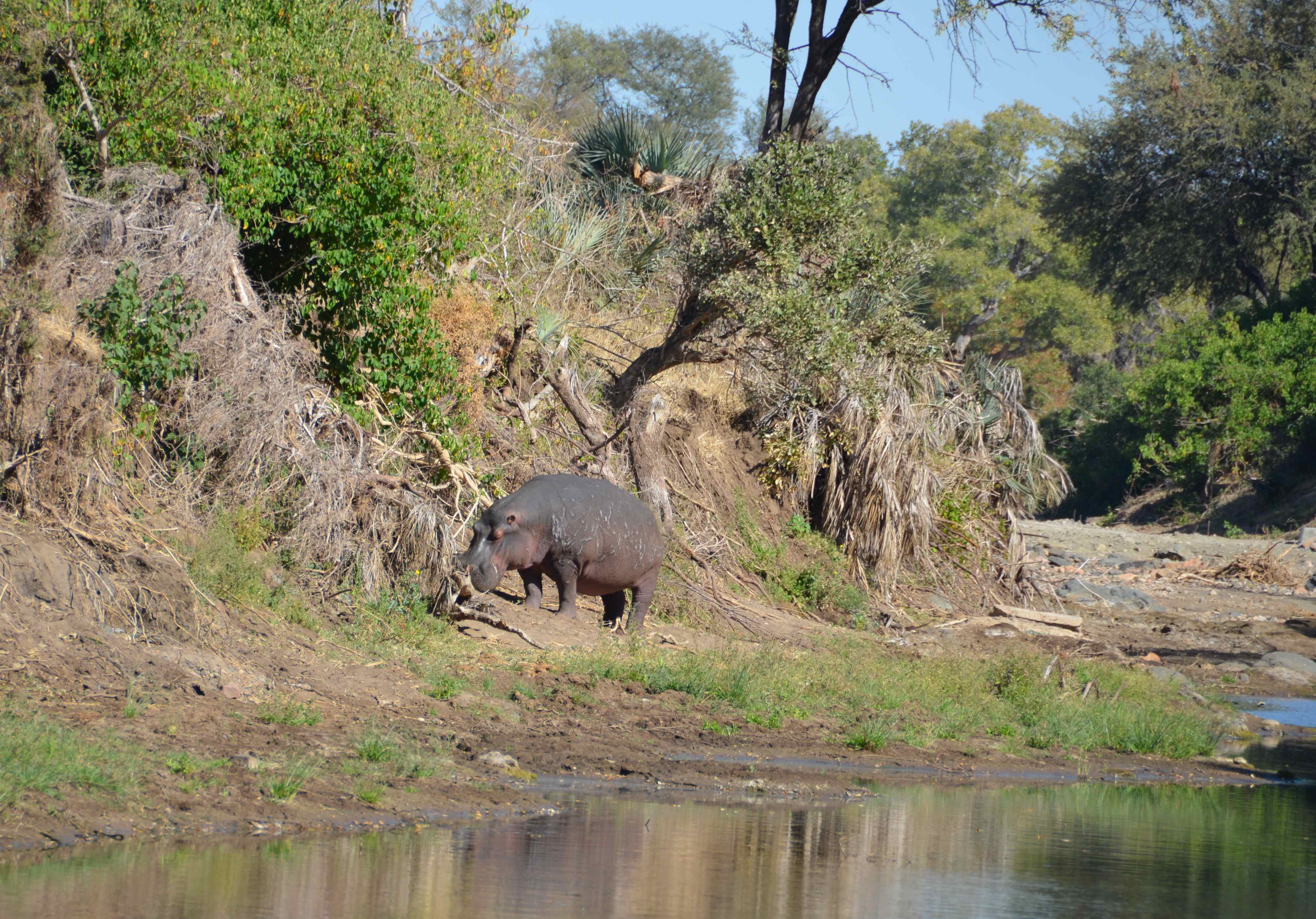Nijlpaard Kruger National Park, Limpopo, Zuid-Afrika 16 juli 2012