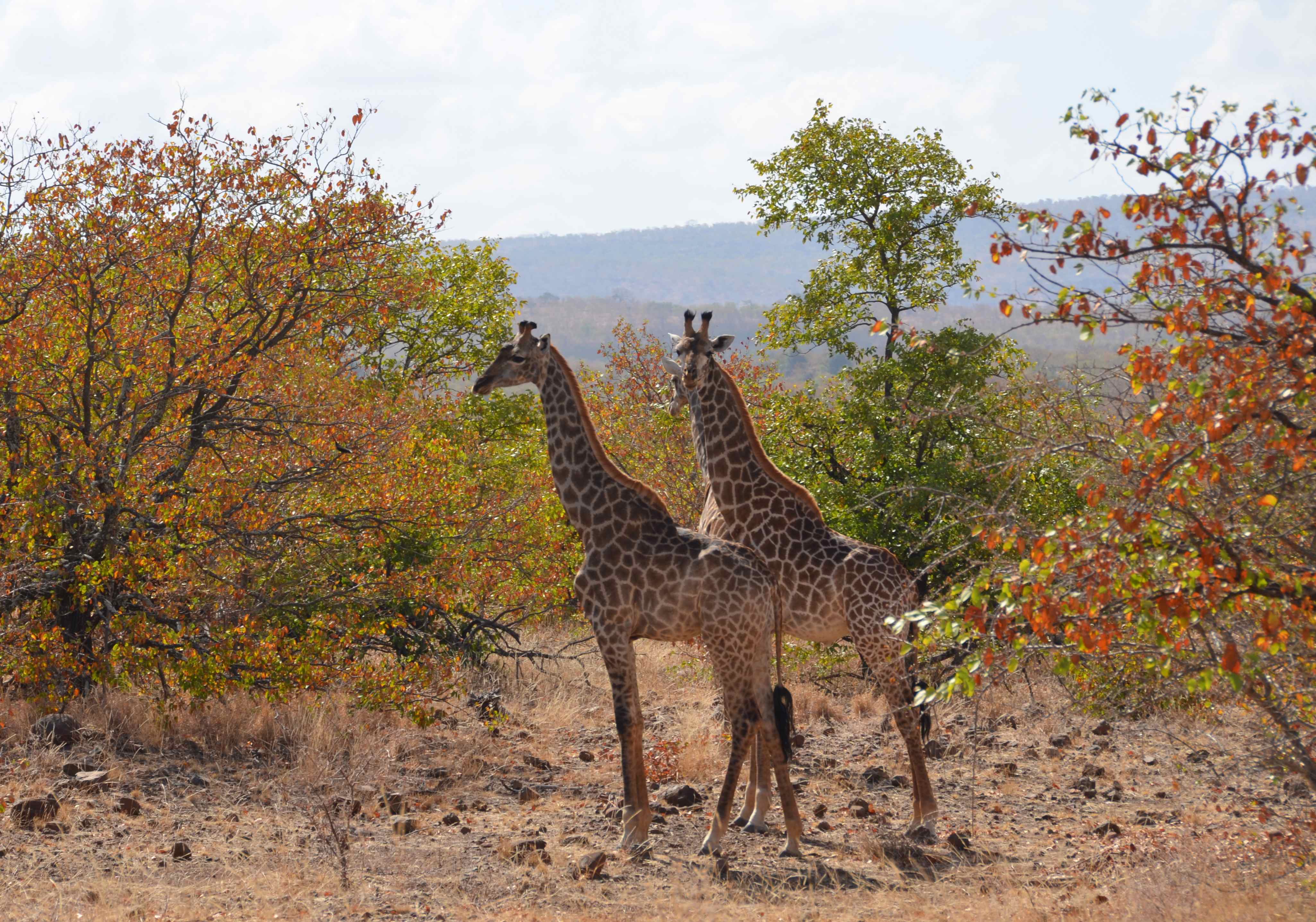 Giraffe Kruger National Park, Limpopo, Zuid-Afrika 16 juli 2012