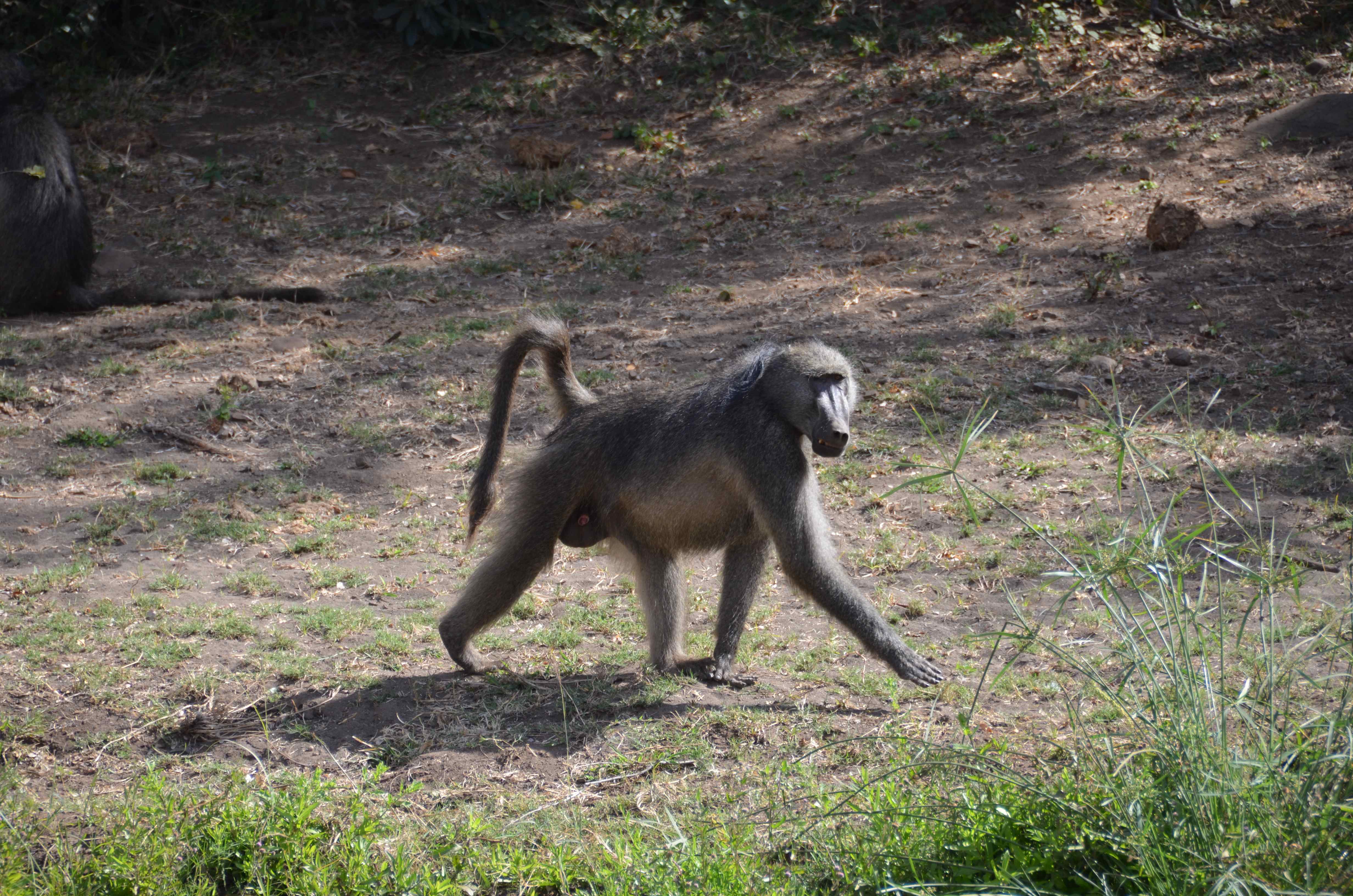 Baviaan Kruger National Park, Limpopo, Zuid-Afrika 16 juli 2012