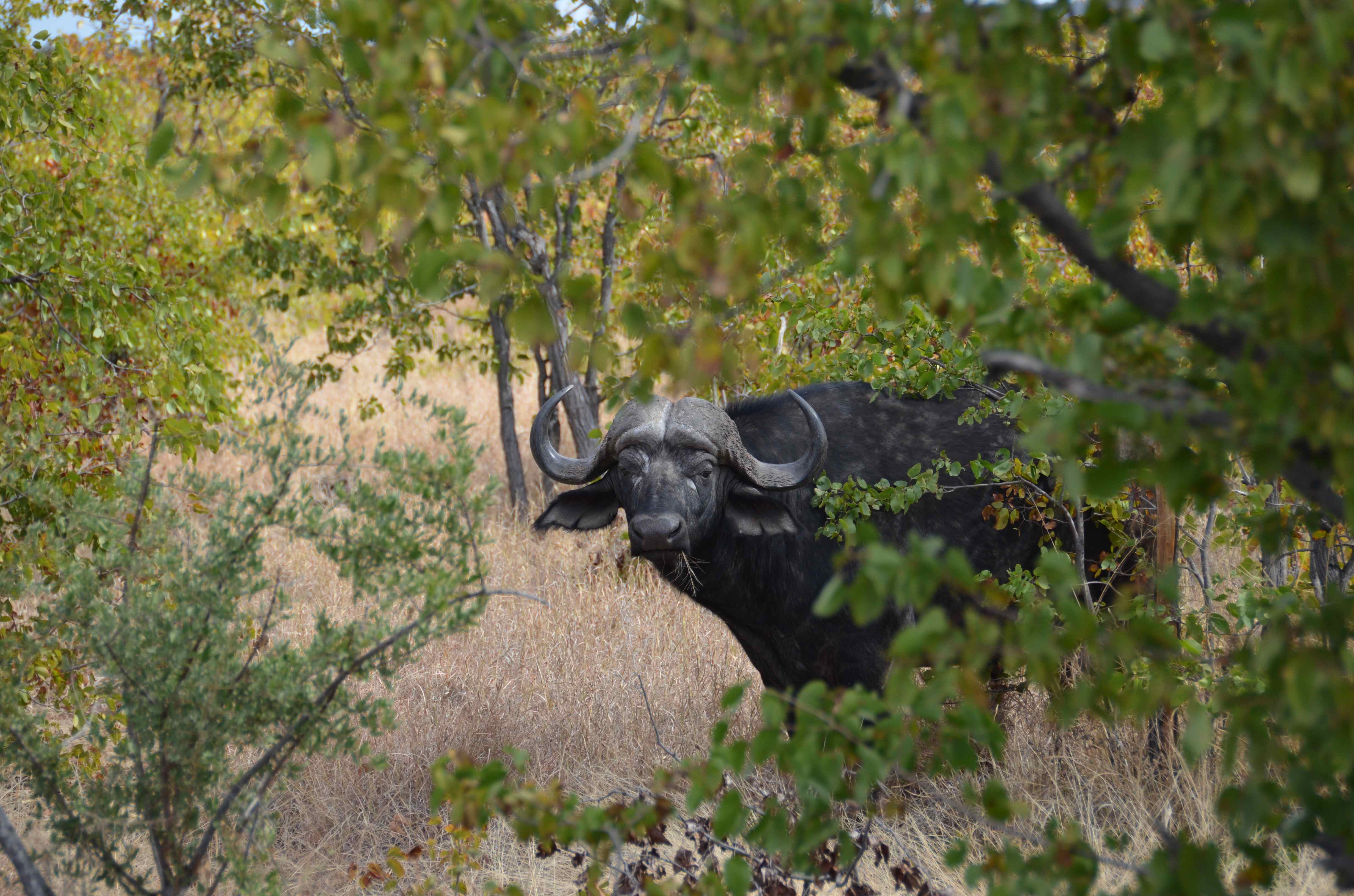 Afrikaanse buffel Kruger National Park, Limpopo, Zuid-Afrika 16 juli 2012