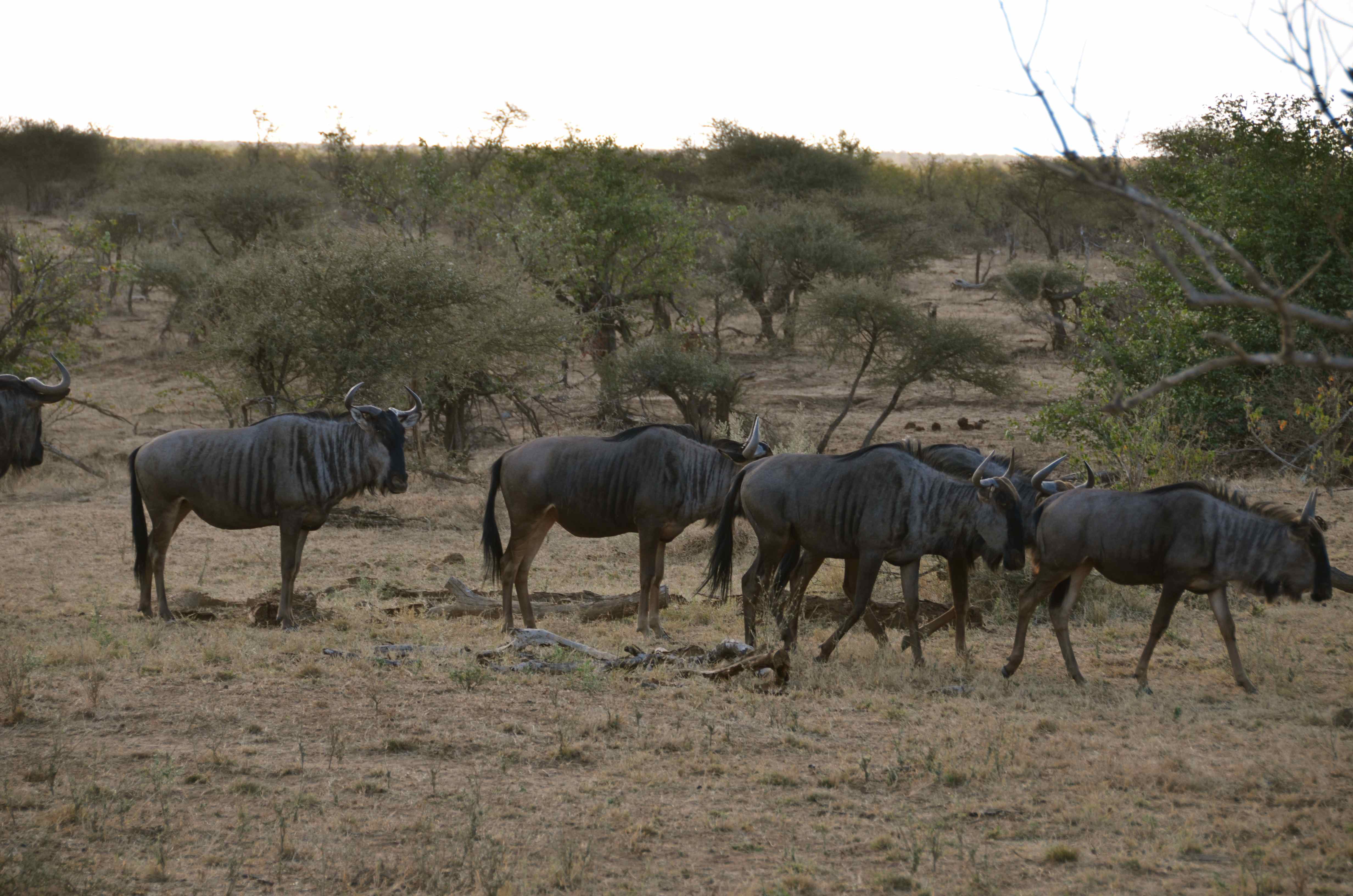 Gnoe Kruger National Park, Limpopo, Zuid-Afrika 16 juli 2012