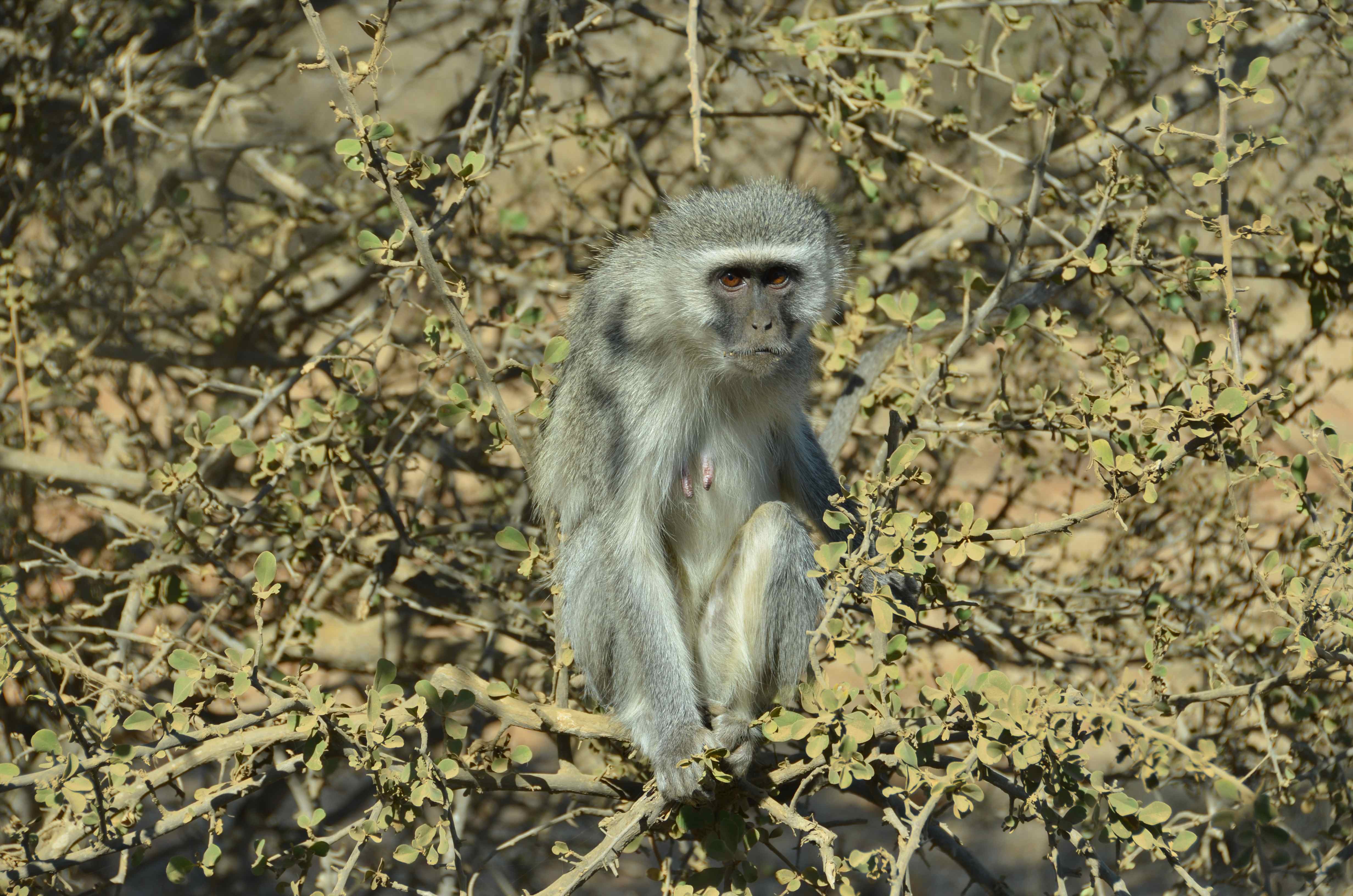 Vervet aap Kruger National Park, Mpumalanga, Zuid-Afrika 17 juli 2012