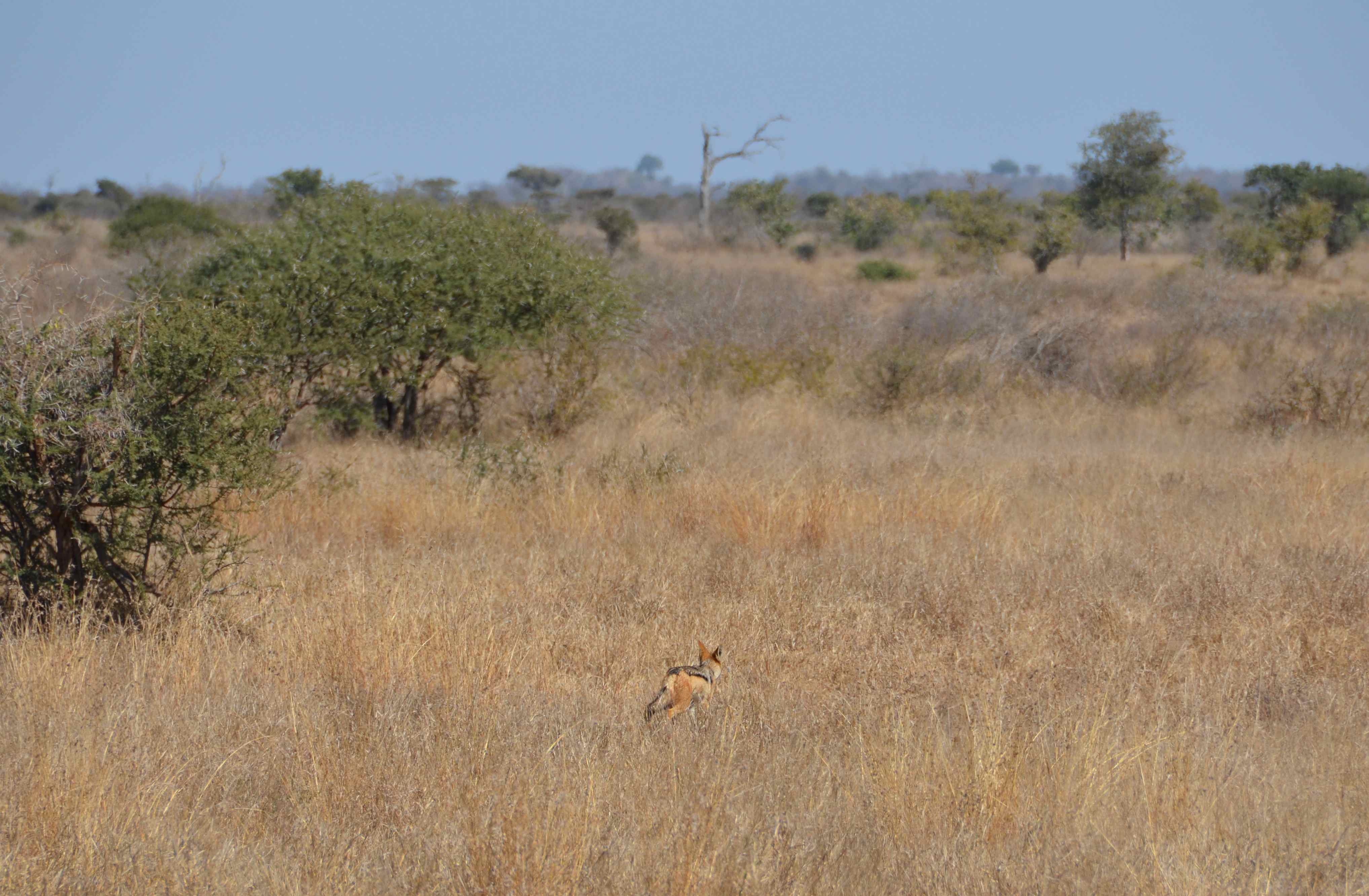 Zadeljakhals Kruger National Park, Mpumalanga, Zuid-Afrika 17 juli 2012