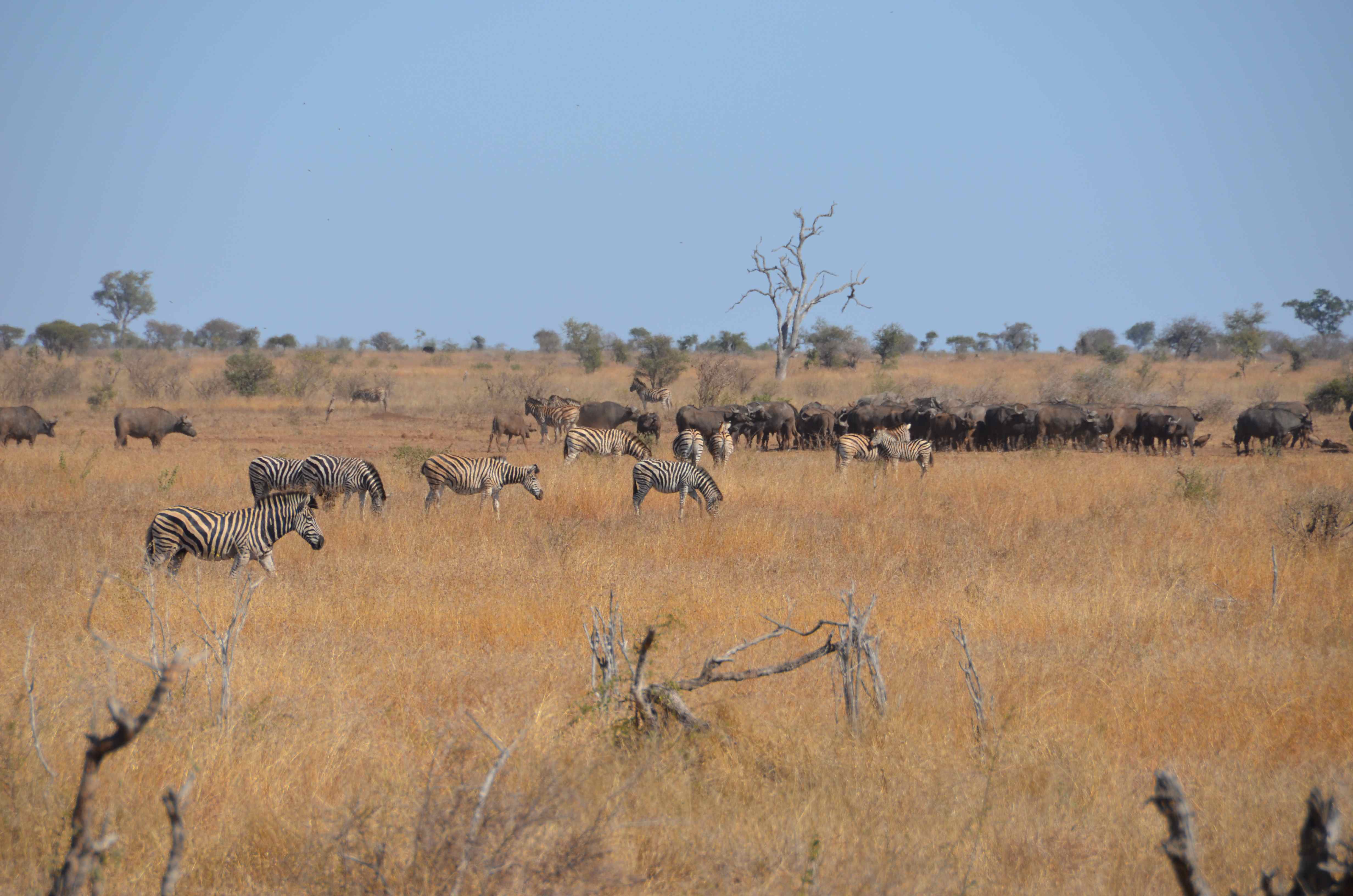 Afrikaanse buffel en zebra Kruger National Park, Mpumalanga, Zuid-Afrika 17 juli 2012