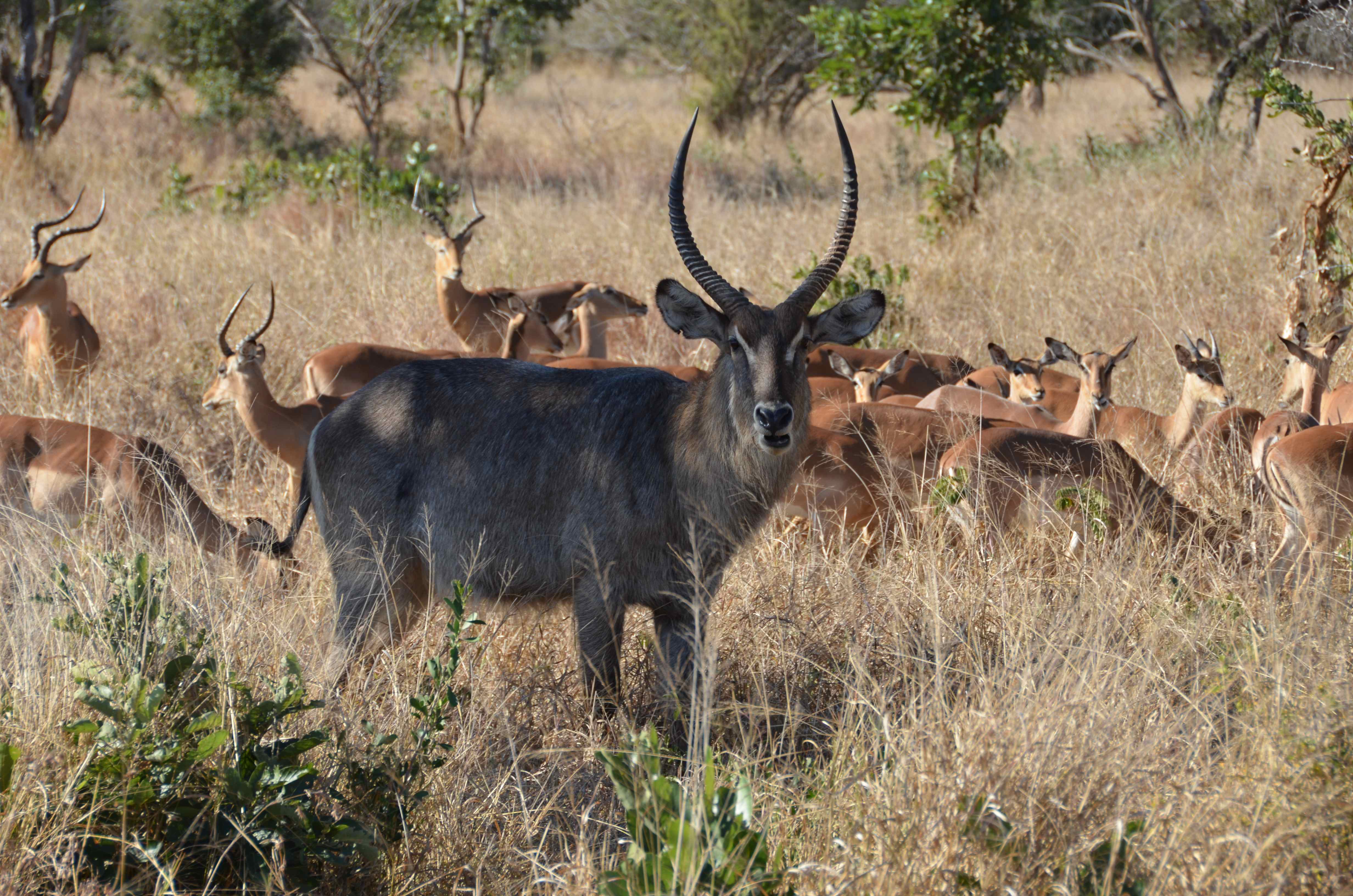 Waterbok Kruger National Park, Mpumalanga, Zuid-Afrika 17 juli 2012