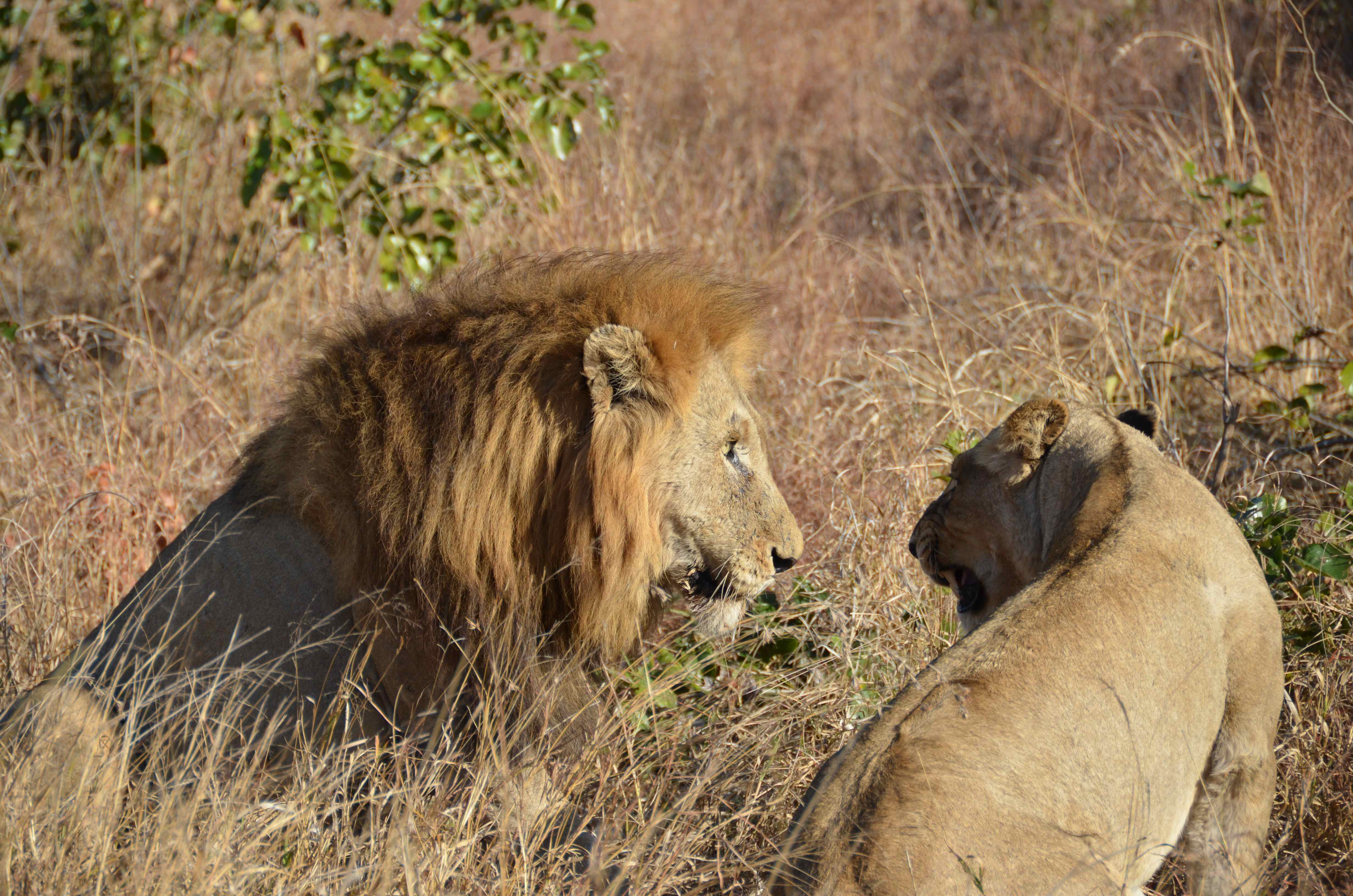 Leeuw Kruger National Park, Mpumalanga, Zuid-Afrika 17 juli 2012