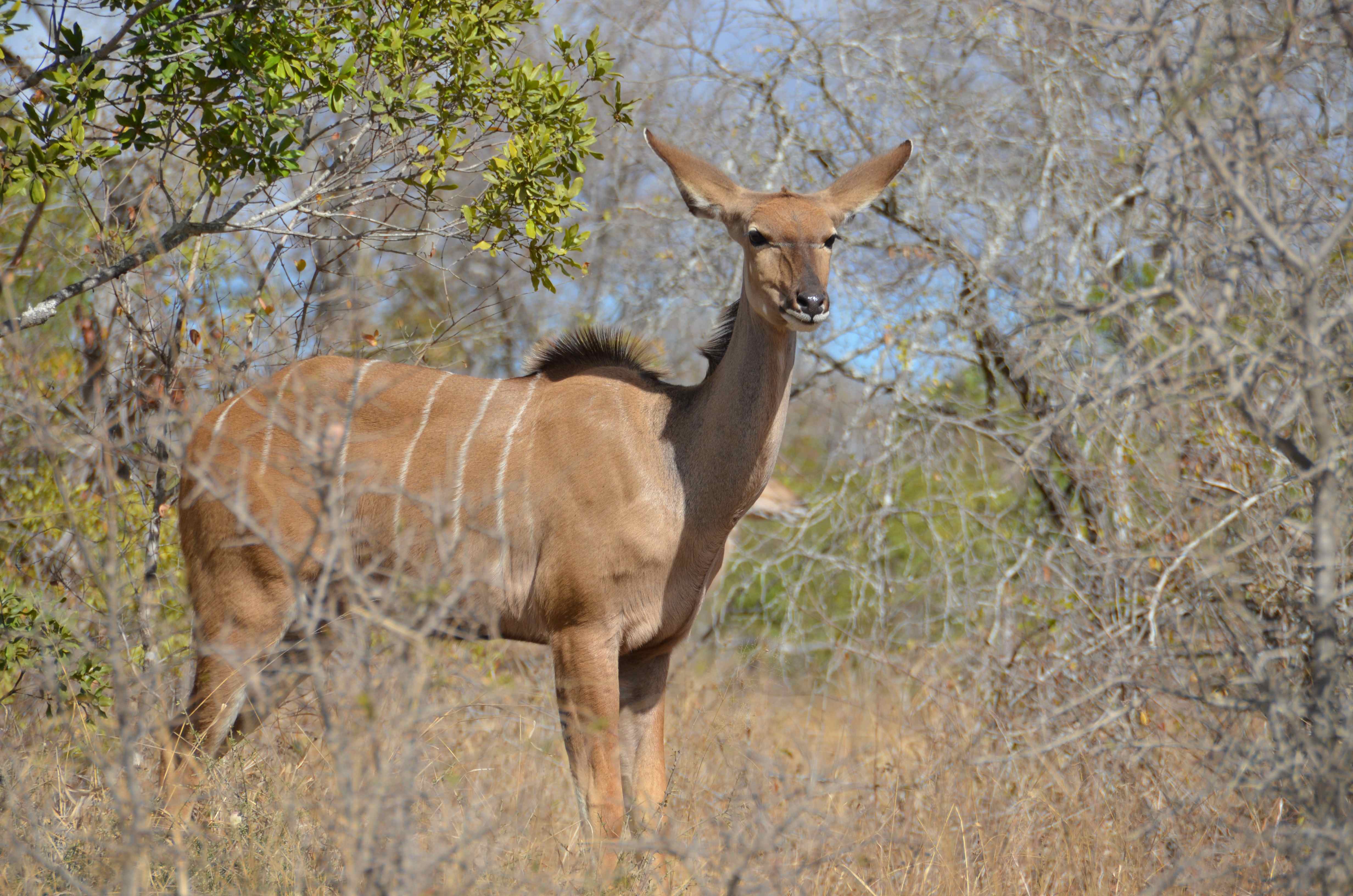 Kudu Kruger National Park, Mpumalanga, Zuid-Afrika 18 juli 2012