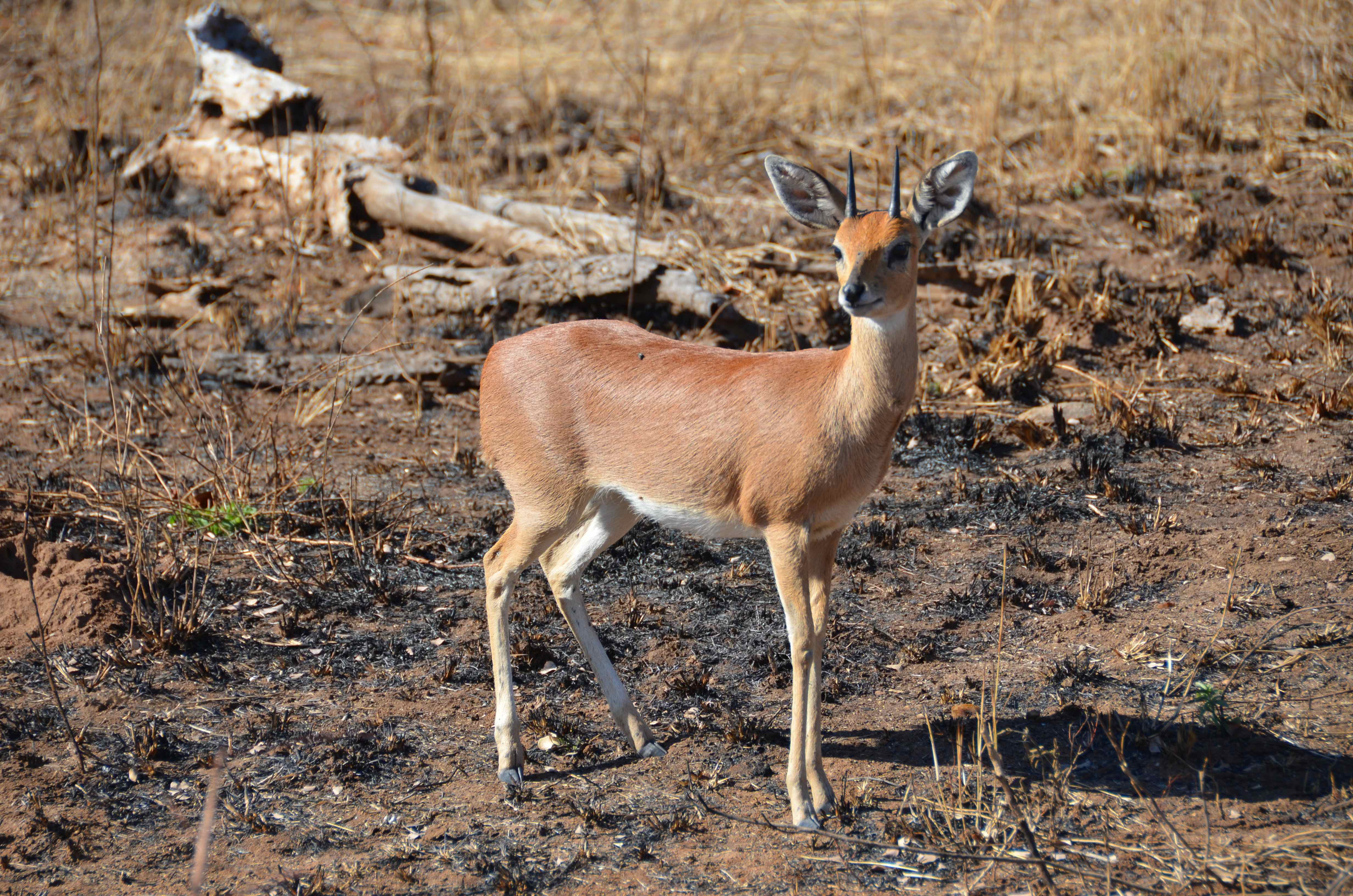 Steenbok Kruger National Park, Mpumalanga, Zuid-Afrika 19 juli 2012