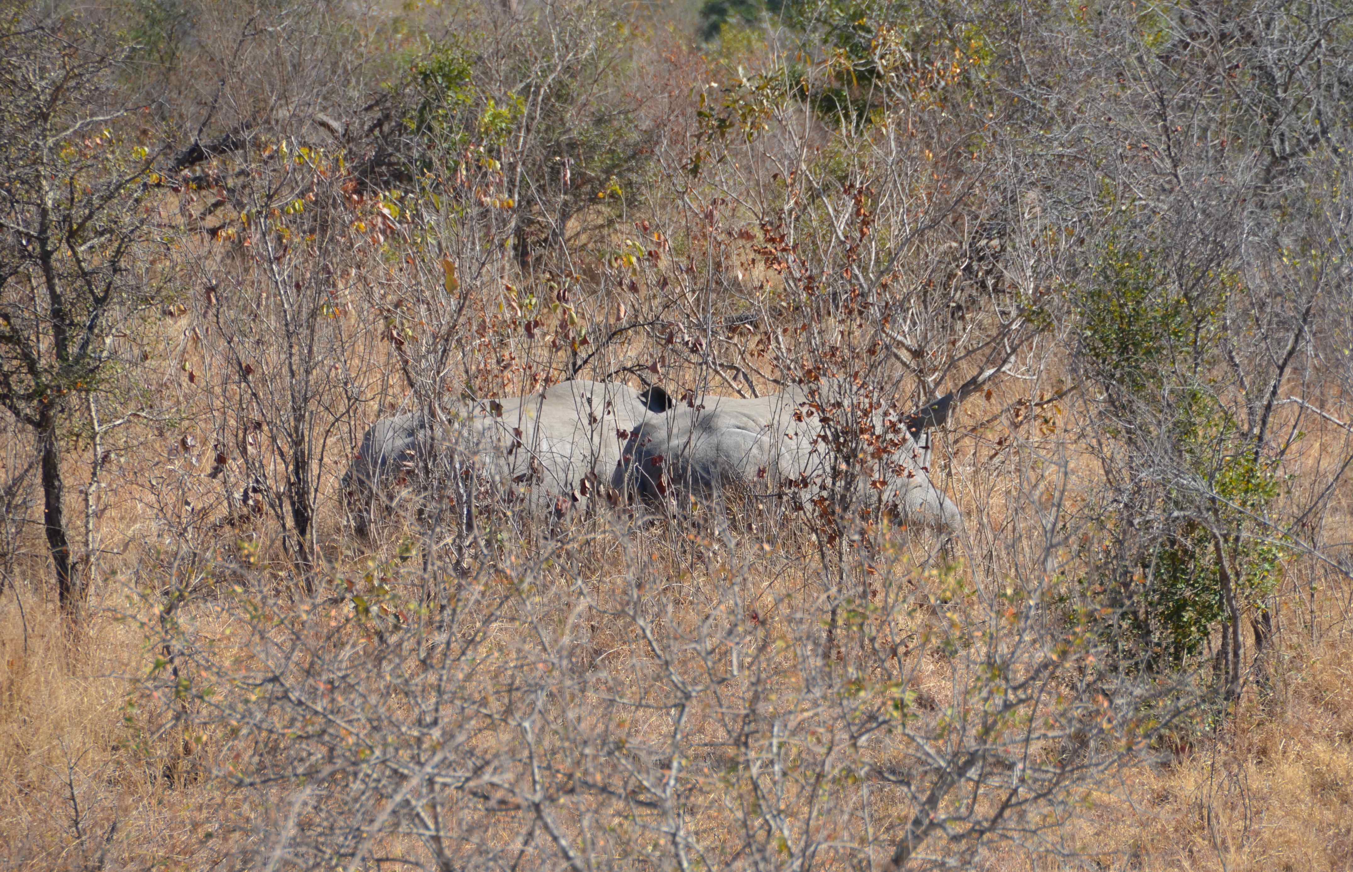 Neushoorn Kruger National Park, Mpumalanga, Zuid-Afrika 19 juli 2012