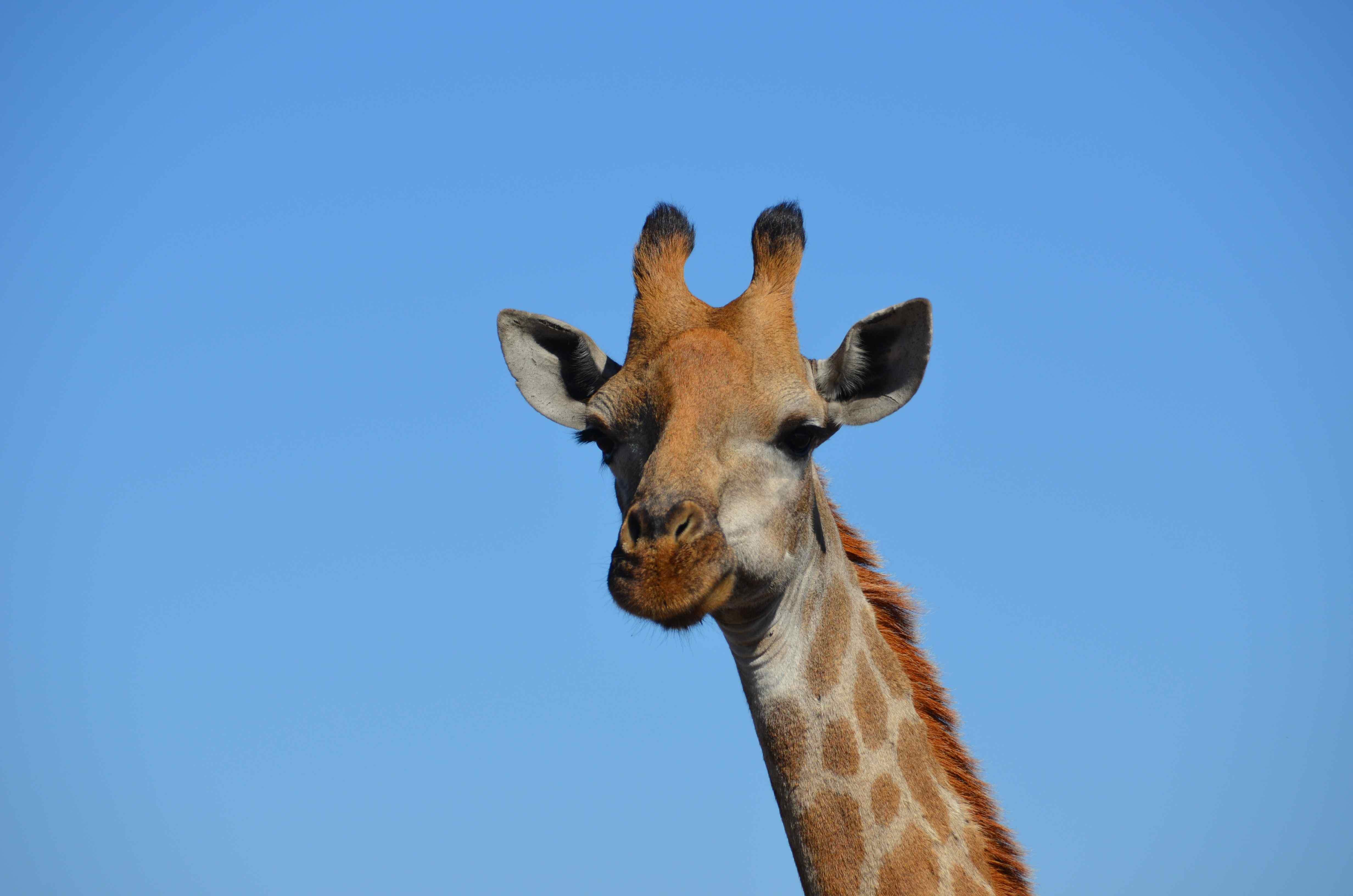 Giraffe Kruger National Park, Mpumalanga, Zuid-Afrika 19 juli 2012