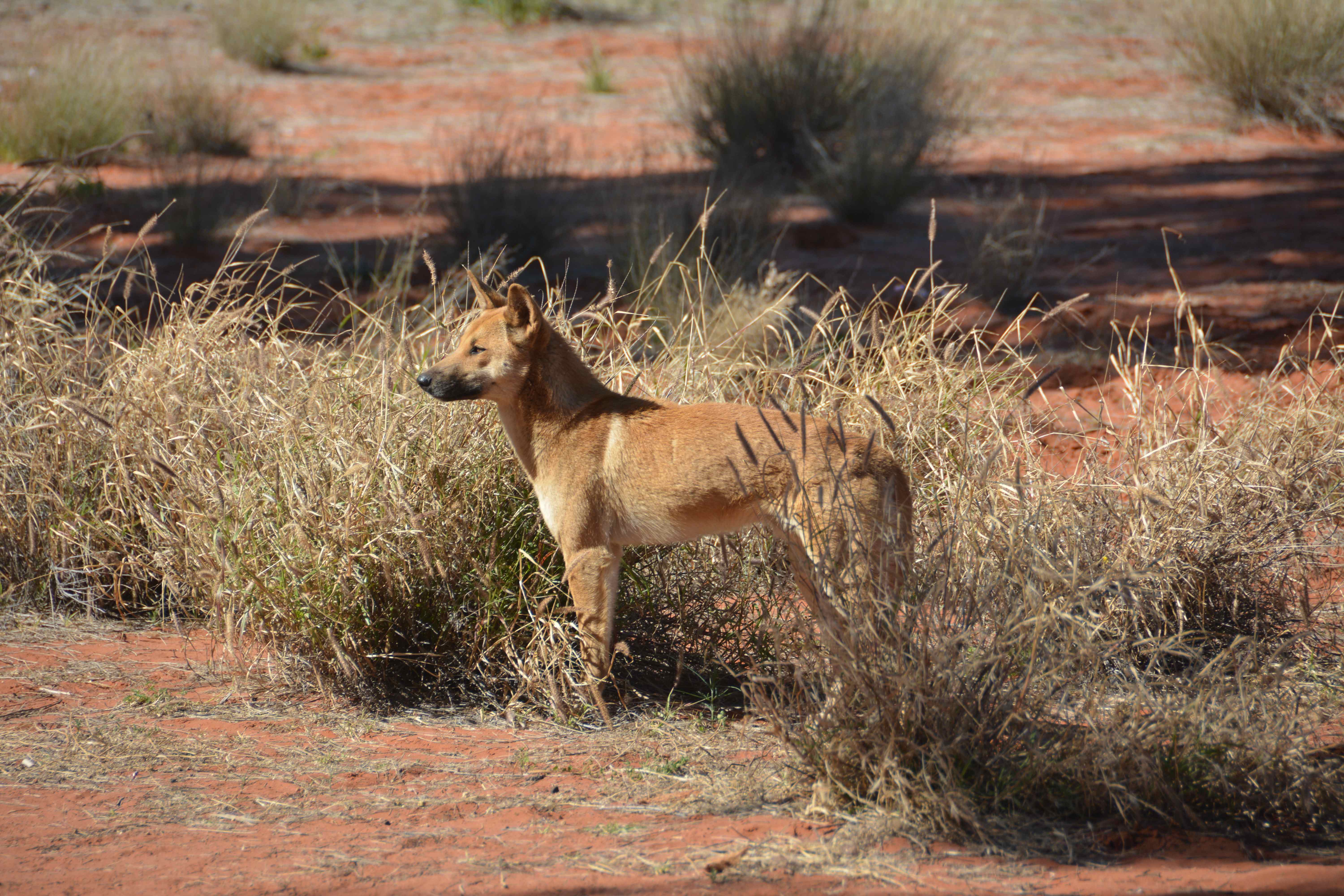 Dingo Northern Territory, Australië 7 augustus 2016