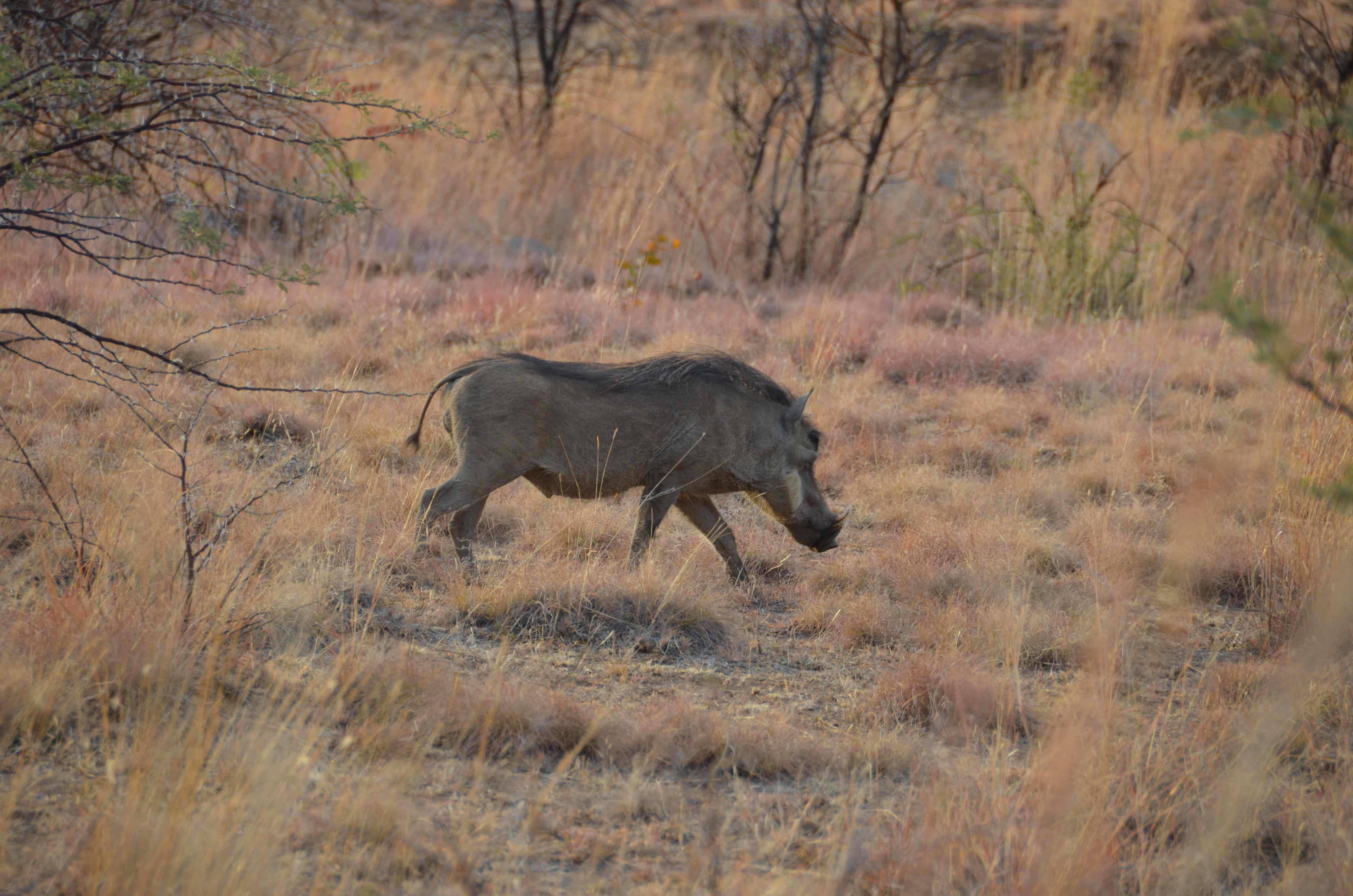 Wrattenzwijn Pilanesberg National Park, North West, Zuid-Afrika 30 juli 2012