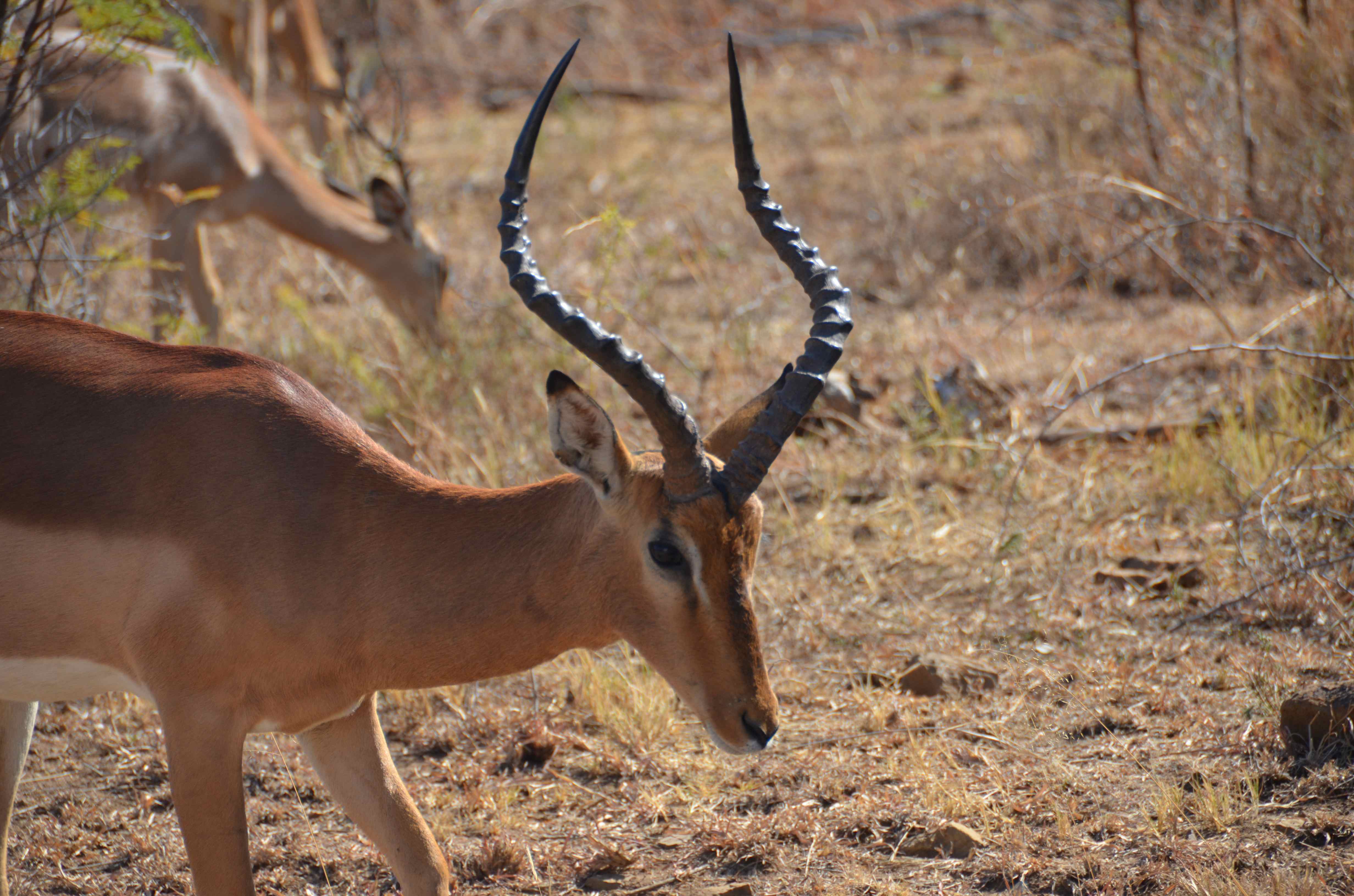 Impala Pilanesberg National Park, North West, Zuid-Afrika 31 juli 2012