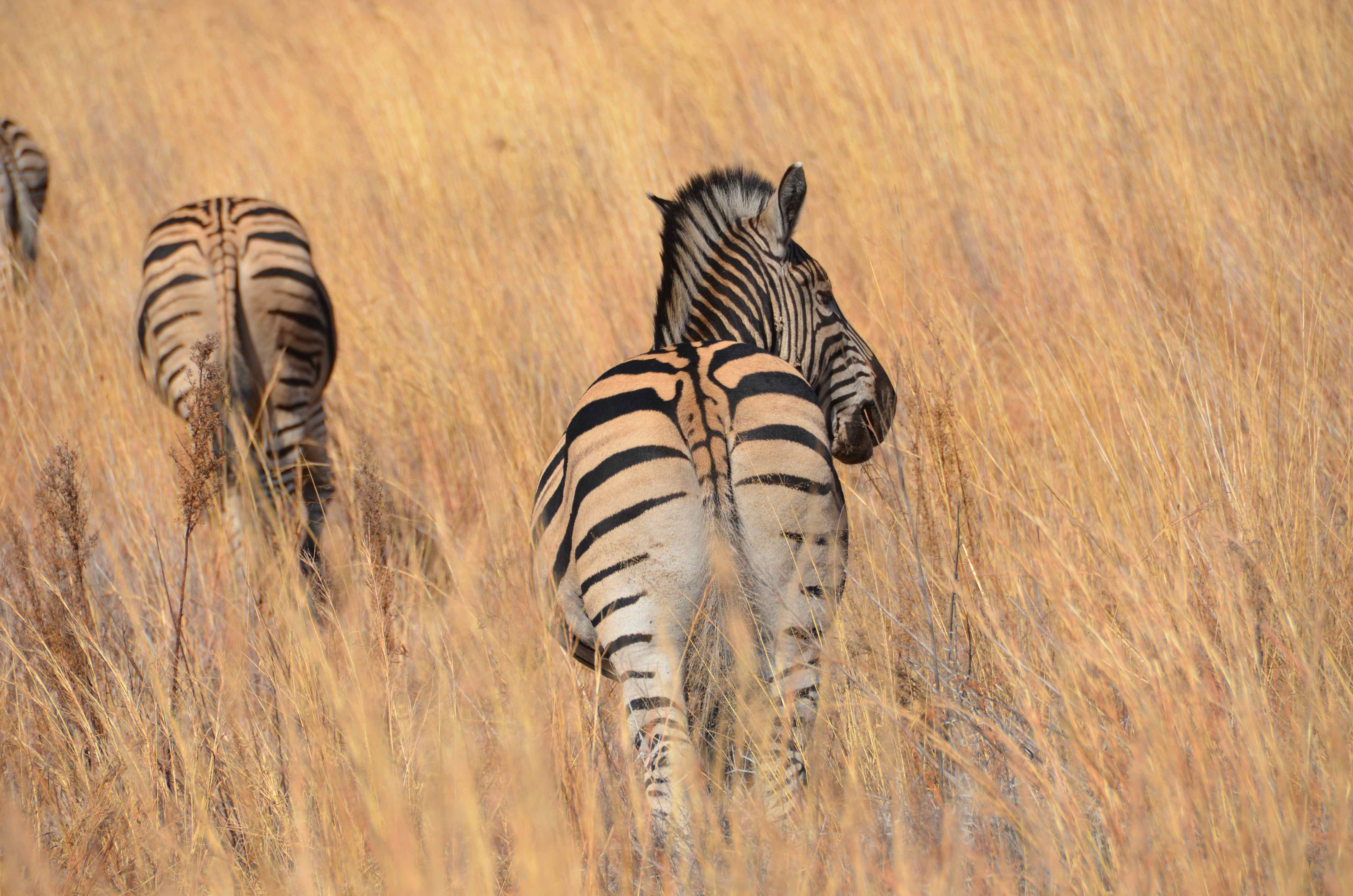 Zebra Pilanesberg National Park, North West, Zuid-Afrika 31 juli 2012