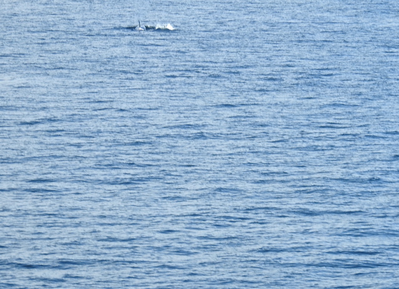 Killer whale Orka Vancouver Island, British Columbia, Canada 28 juli 2017