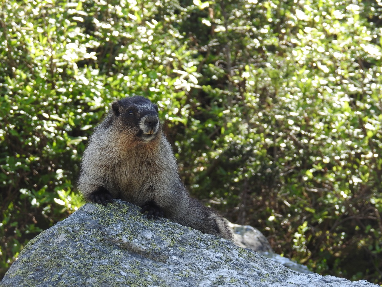 Hoary marmot Grijze marmot Mount Revelstoke, British Columbia, Canada 30 juli 2017