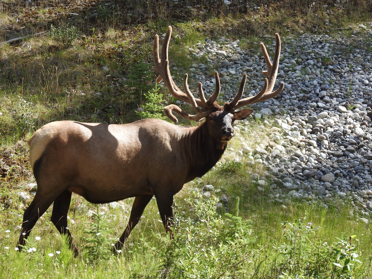 Elk Wapiti Banff National Park, Alberta, Canada 4 augustus 2017