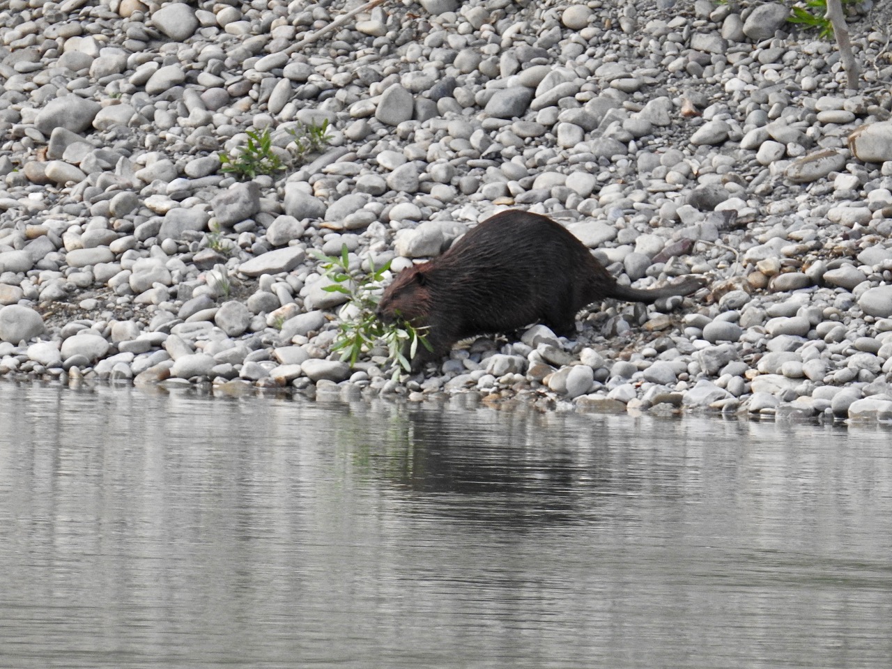North American beaver Canadese bever Oldman river, Lethbridge, Alberta, Canada 10 augustus 2017