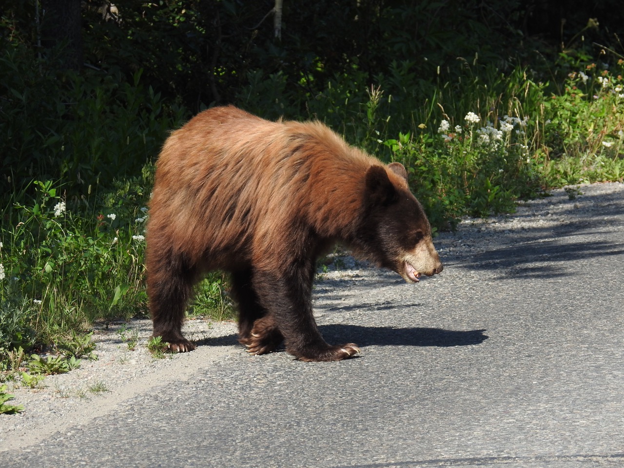 Grizzly bear Grizzlybeer Waterton Lakes National Park, Alberta, Canada 11 augustus 2017