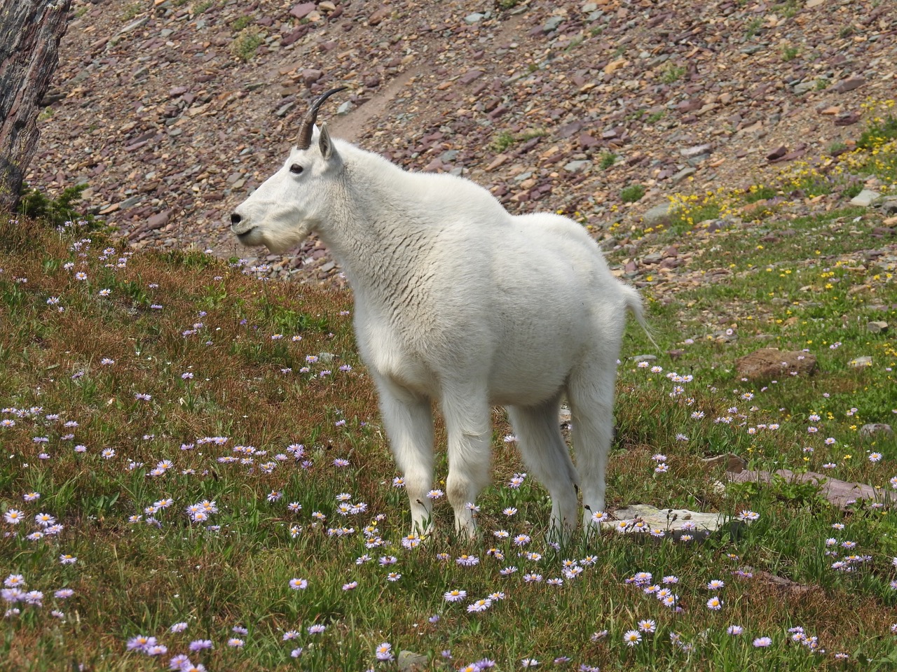 Mountain goat Sneeuwgeit Glacier National Park, Montana, Verenigde Staten 12 augustus 2017