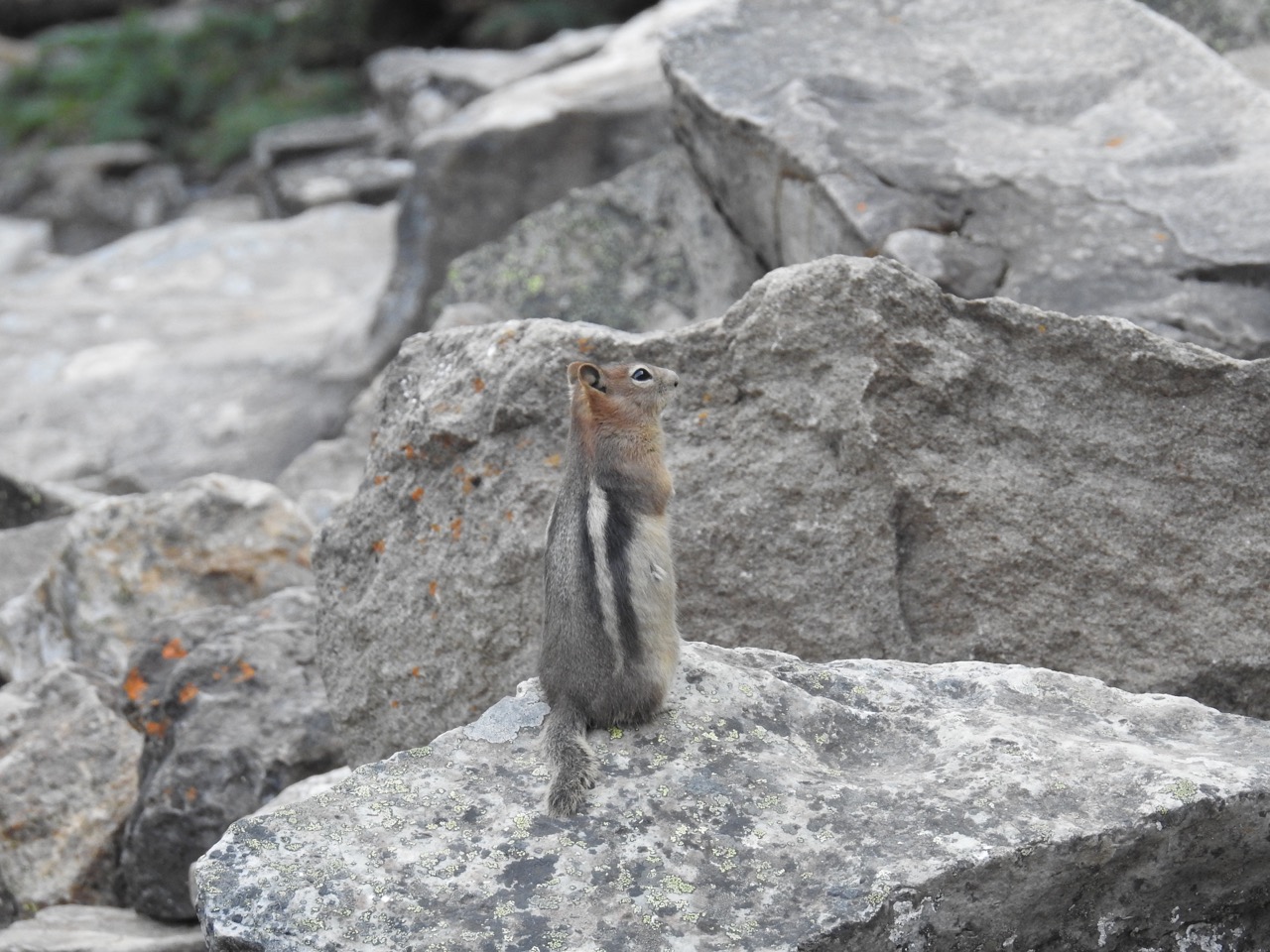 Golden-mantled ground squirrel Mantelgrondeekhoorn Banff National Park, Canada 4 augustus 2017