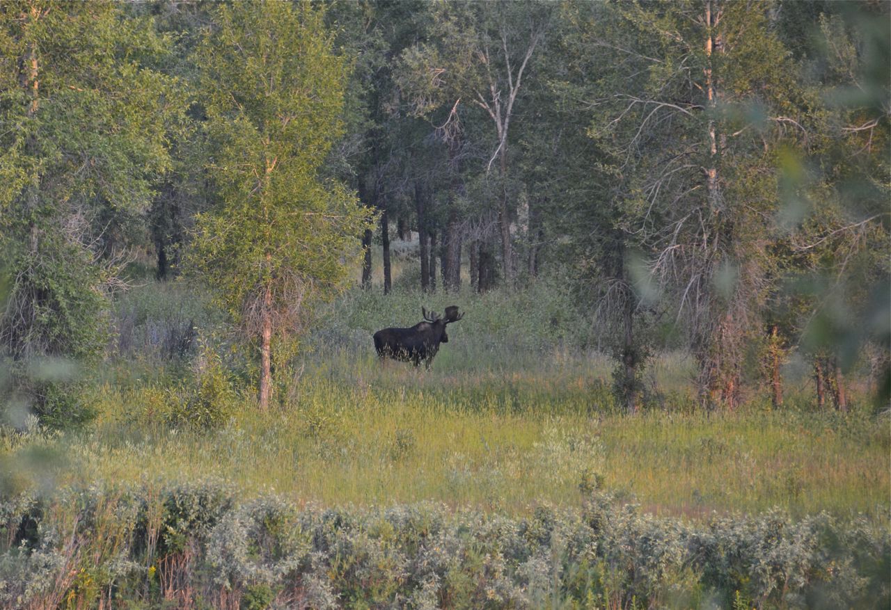 Moose Eland Grand Teton National Park, Wyoming, Verenigde Staten 2 augustus 2015