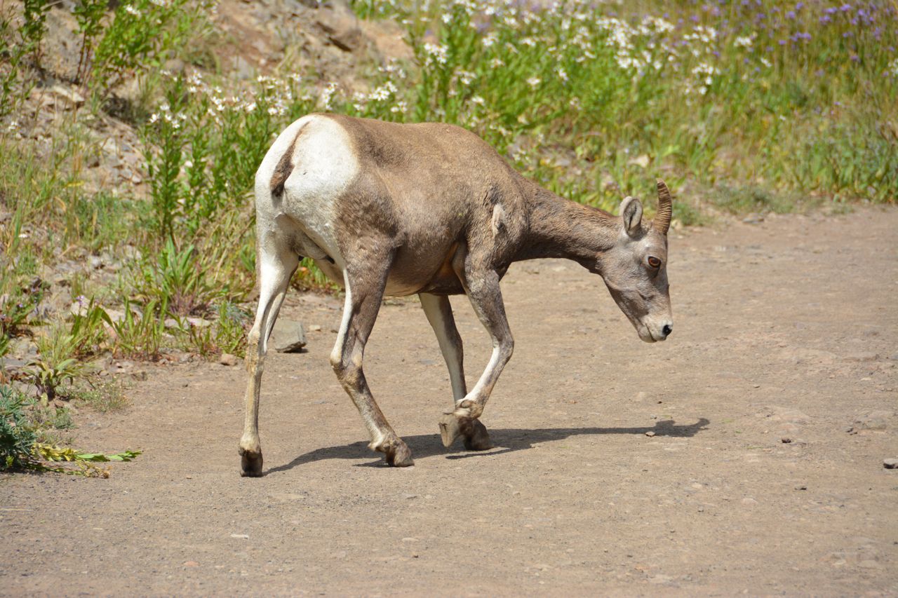 Bighorn Sheep Dikhoornschaap Yellowstone, Wyoming, Verenigde Staten 6 augustus 2015