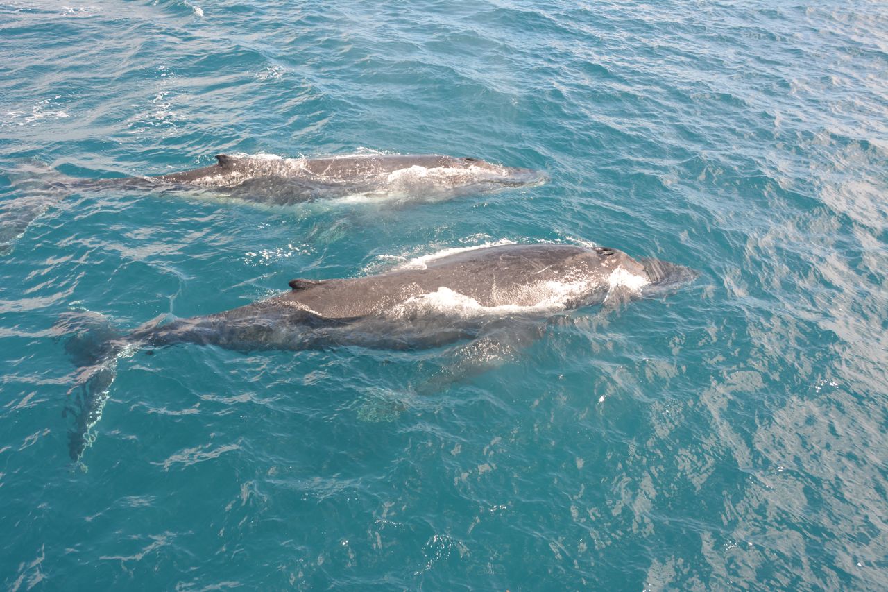 Bultruggen Hervey Bay, Queensland, Australië 13 augustus 2014