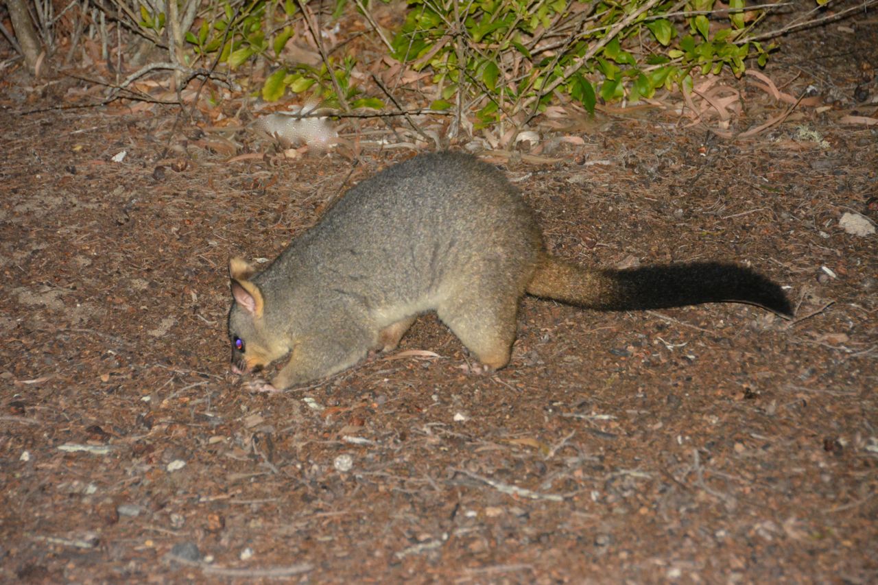 Possum Hervey Bay, Queensland, Australië 13 augustus 2014
