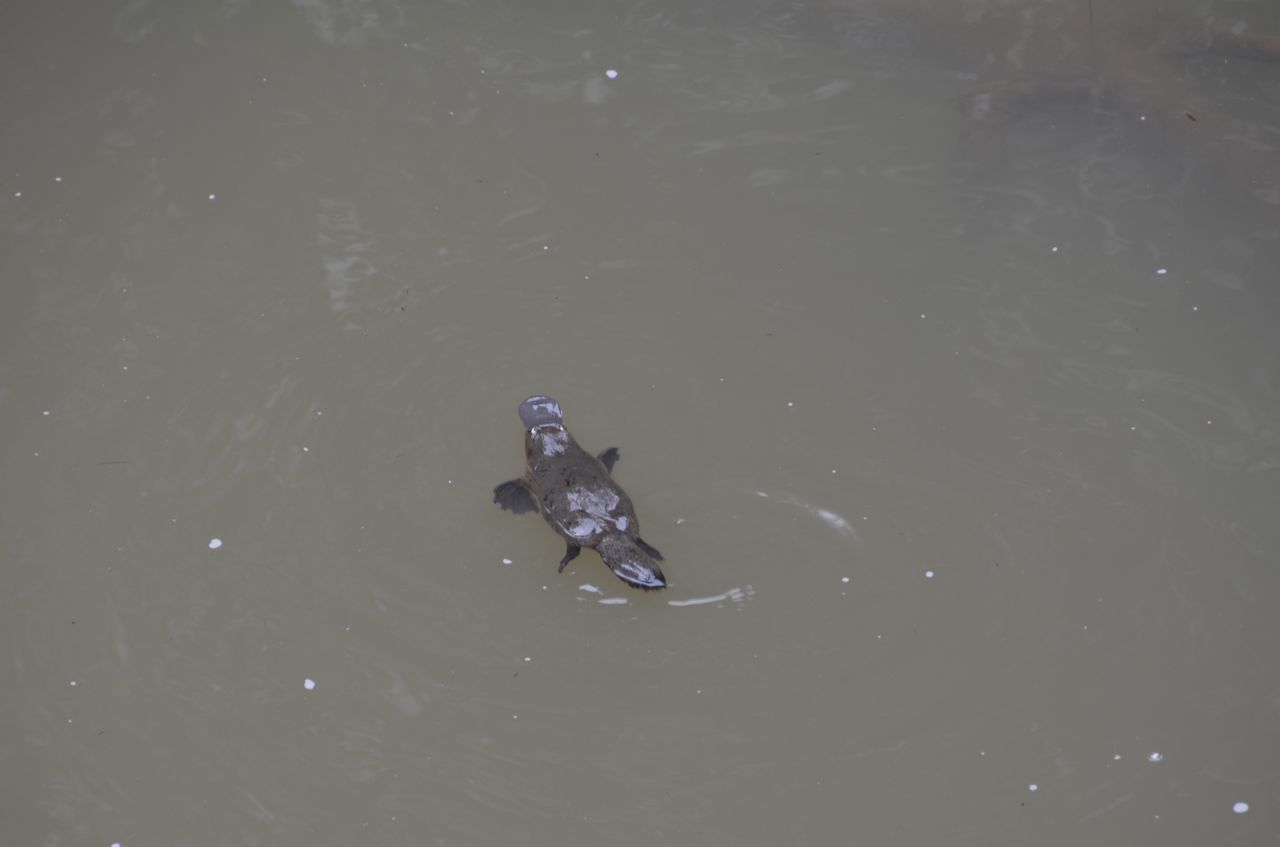 Vogelbekdier Eungella, Queensland, Australië 16 augustus 2014