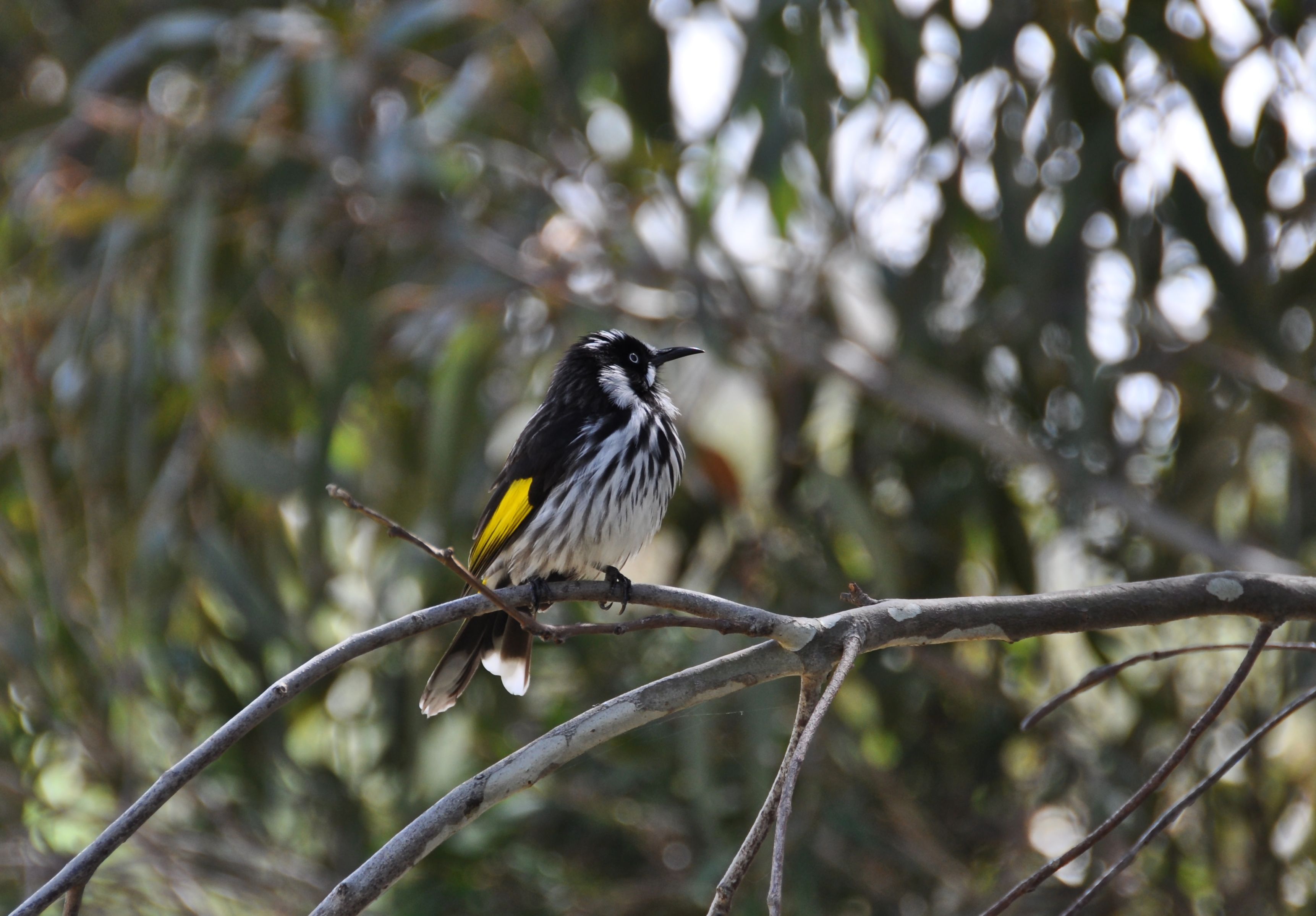 New Holland Honeyeater Witooghoningeter Werribee, Victoria, Australië 11 oktober 2011