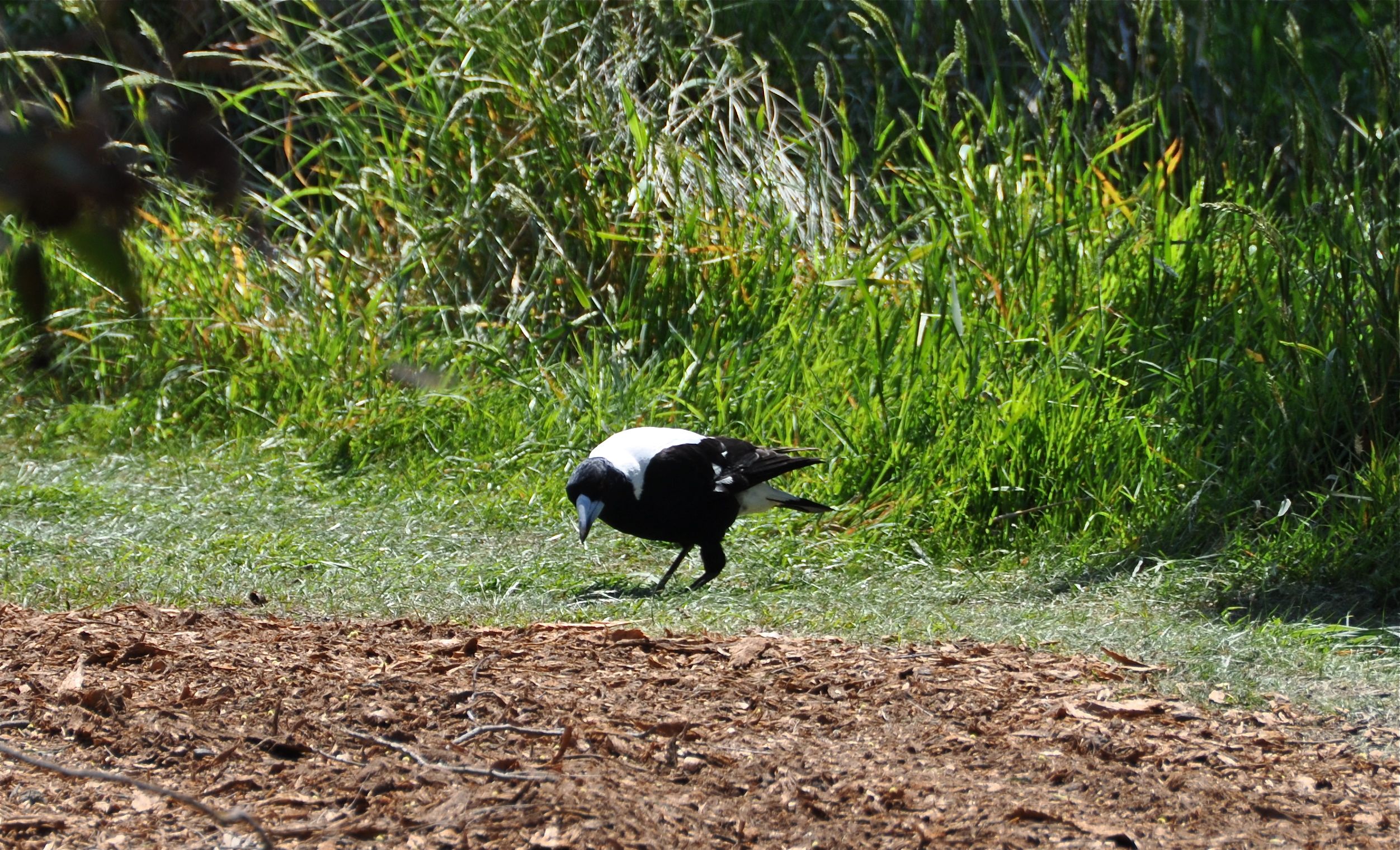 Australian Magpie Zwartrugfluitvogel Victoria, Australië 19 oktober 2011