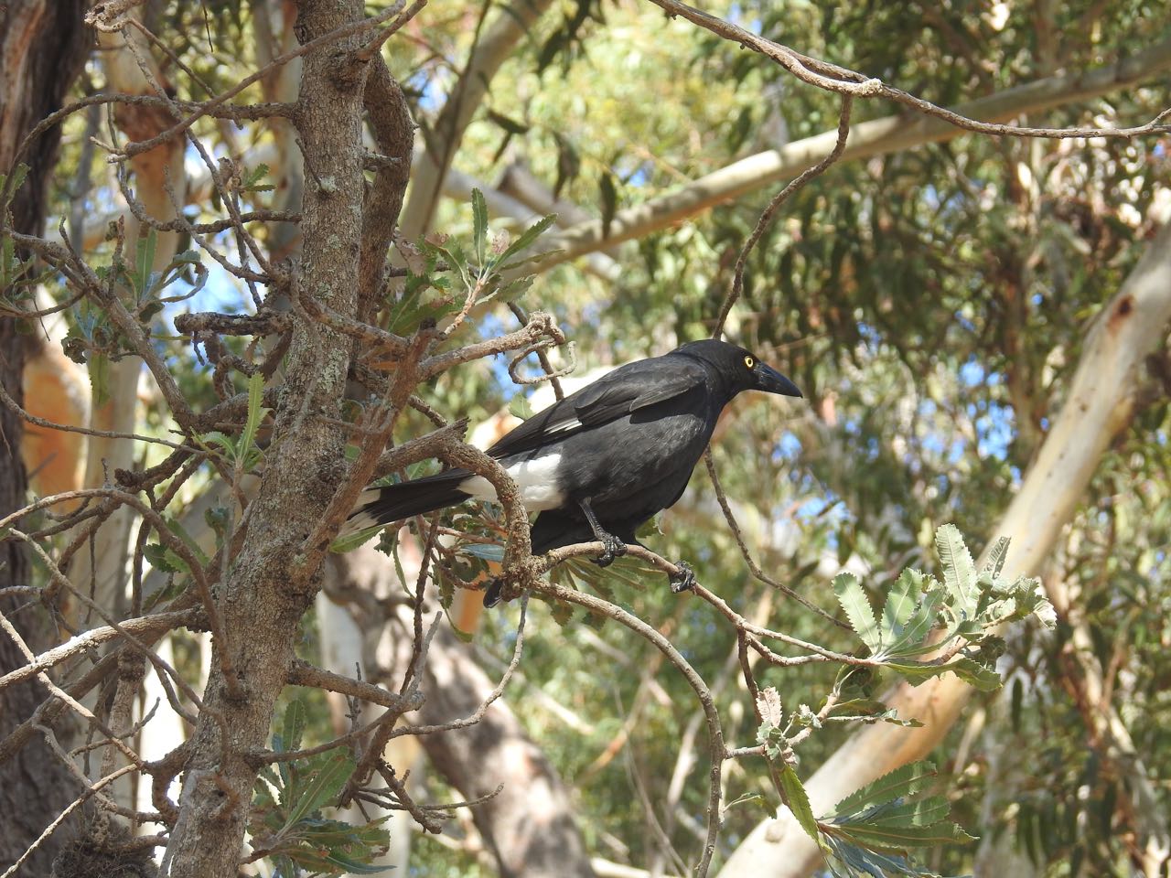 Pied Currawong Bonte klauwierkraai Jervis Bay, New South Wales, Australië 2 augustus 2018